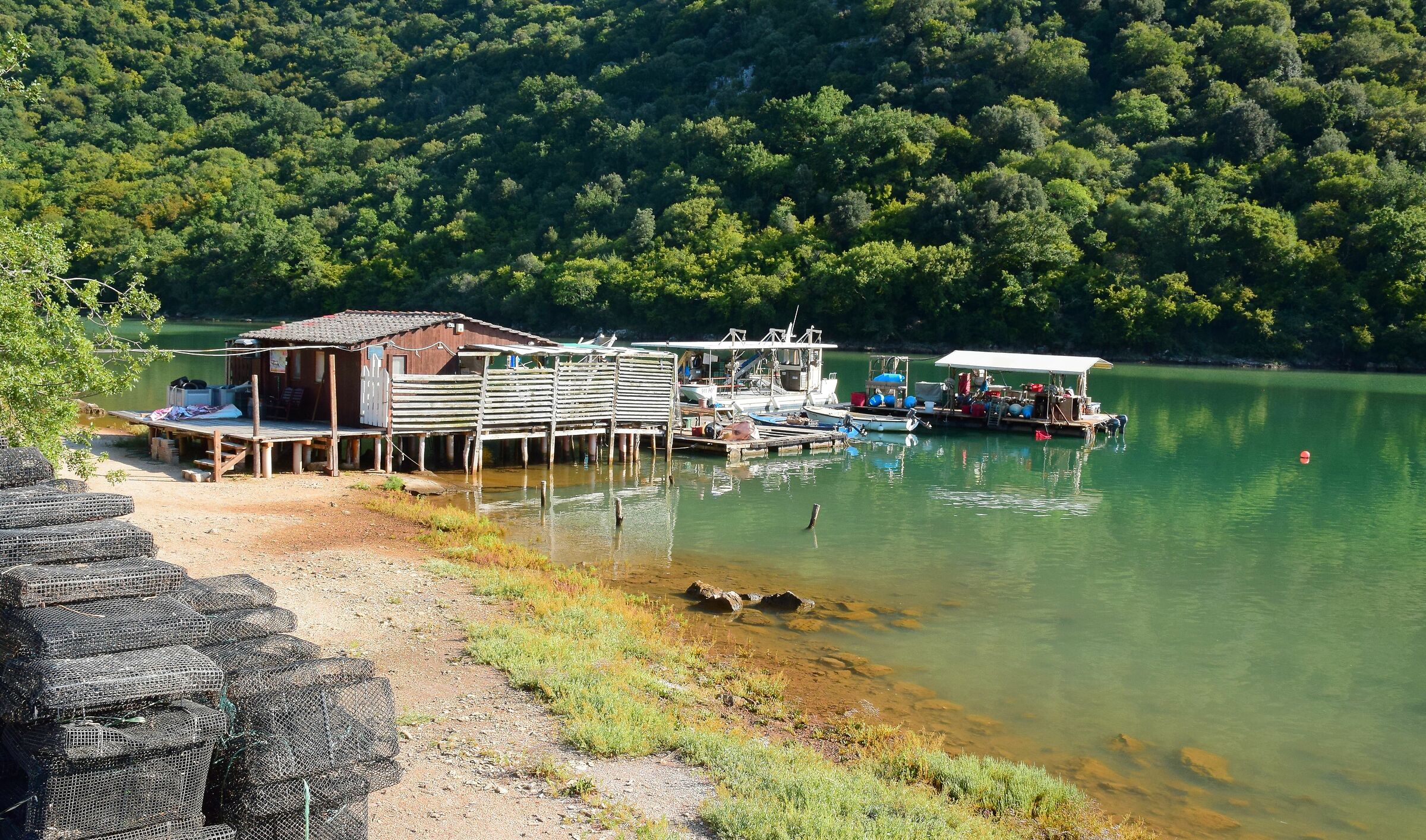 Allevamento di ostriche