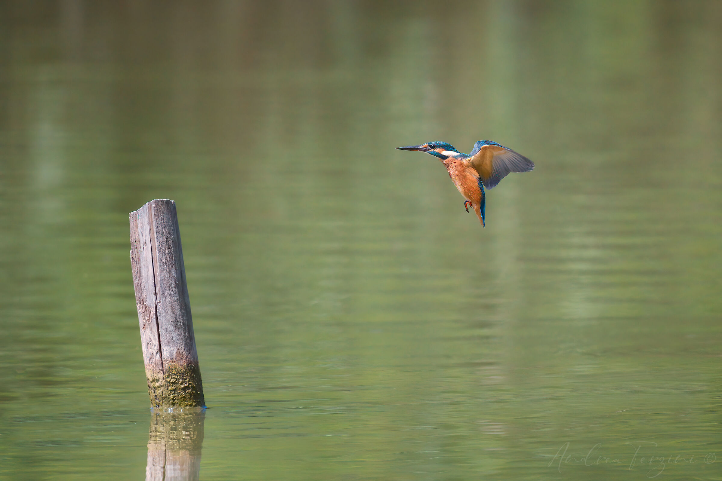 Martino Ambientato_MAN4084