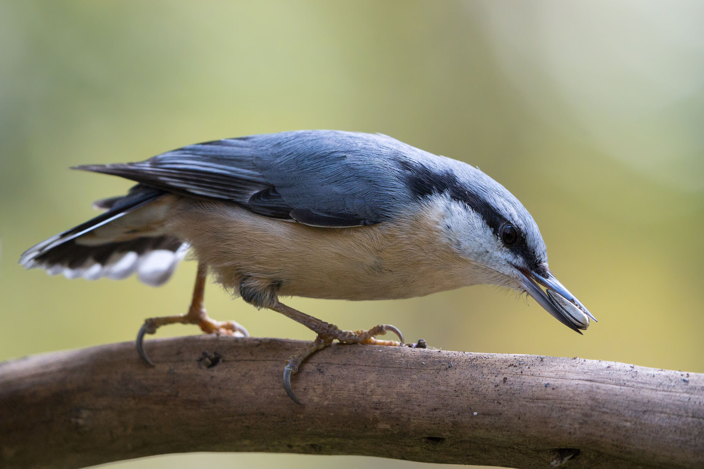 Nuthatch eurasiatico (Sitta europaea)