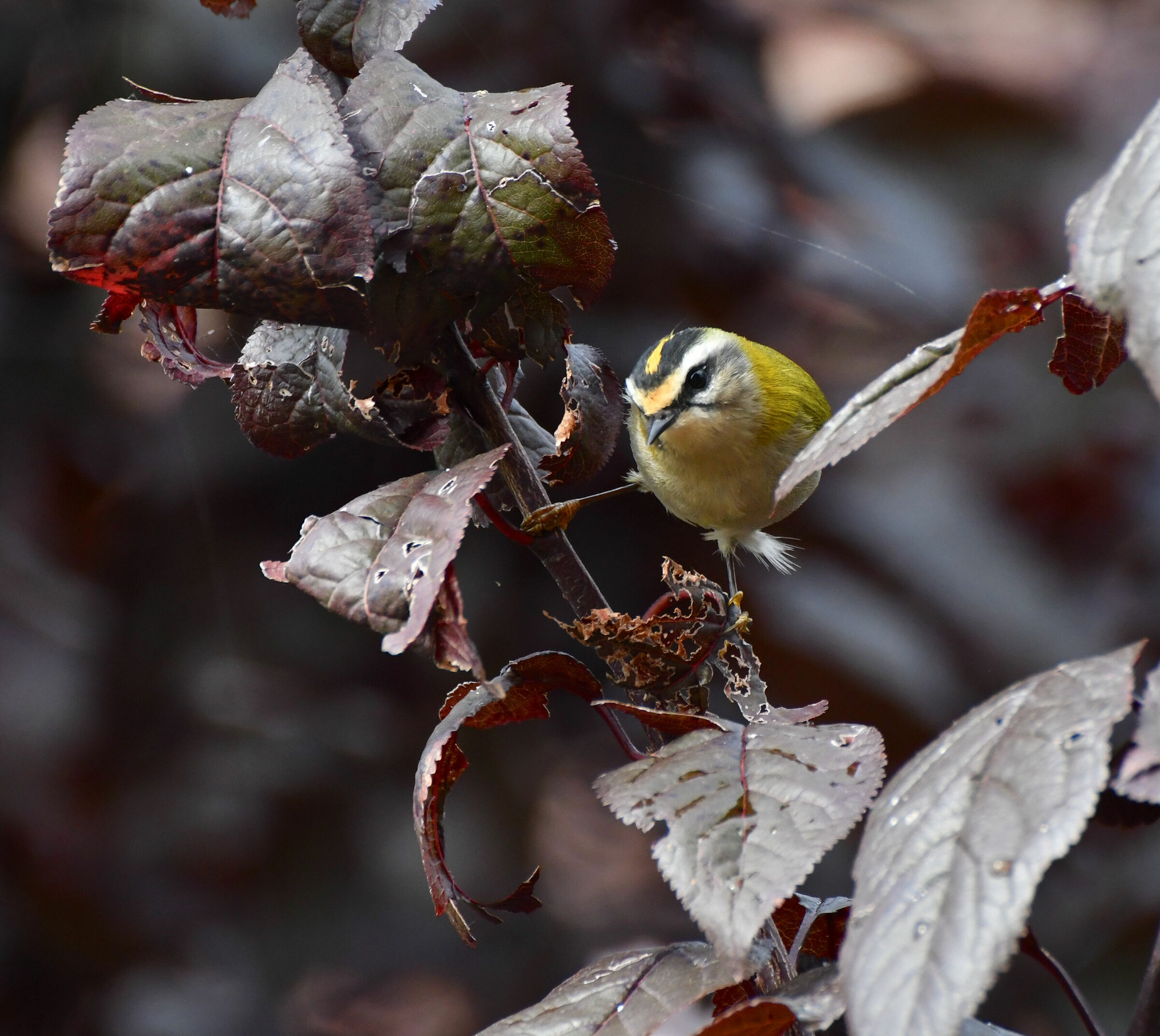 Primo piano del fiorrancino