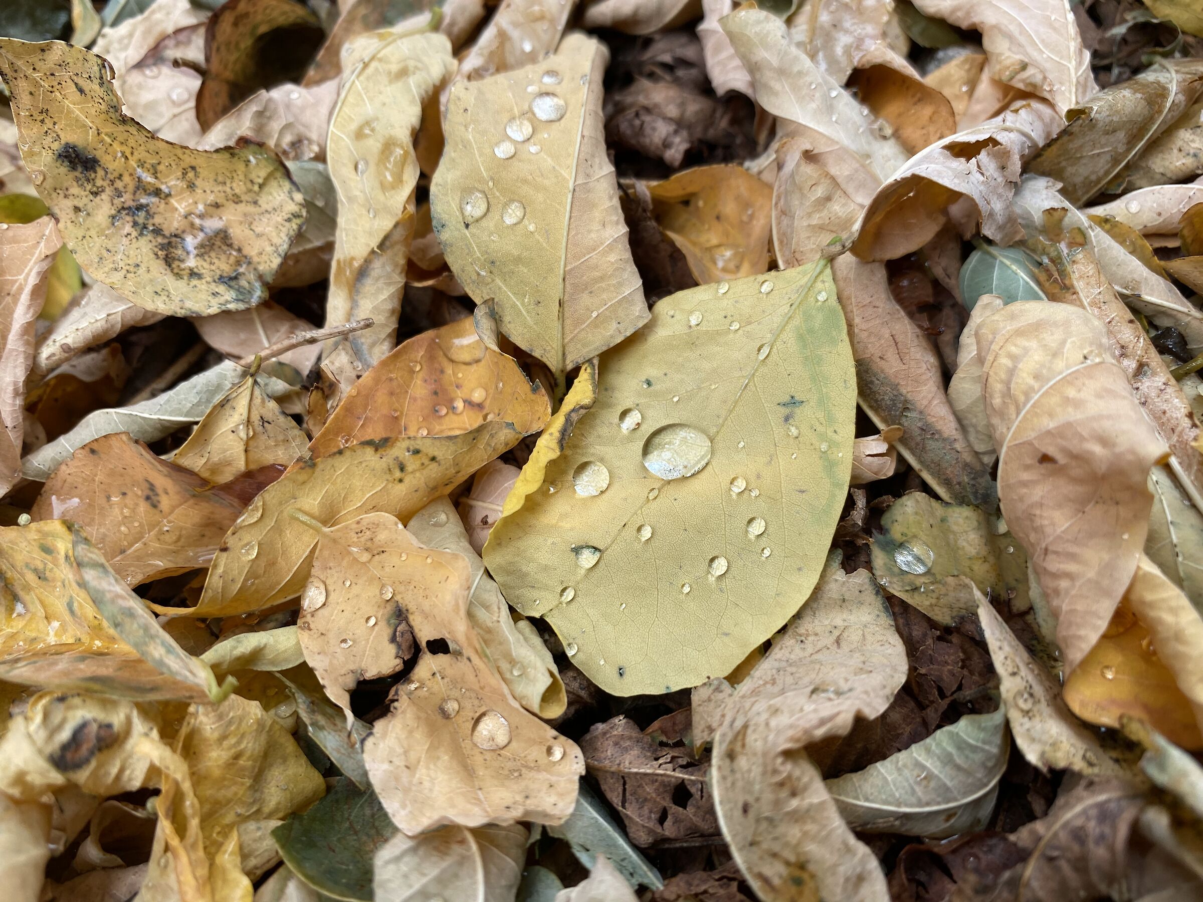 The first autumn rain