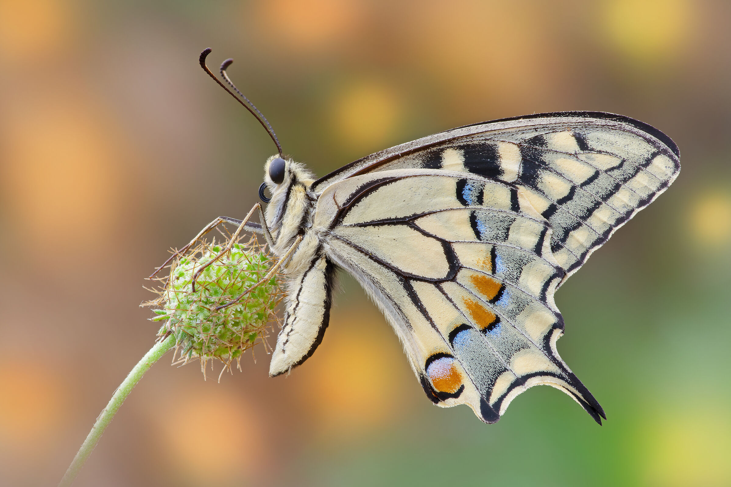 Papilio machaon (Linnaeus, 1758)