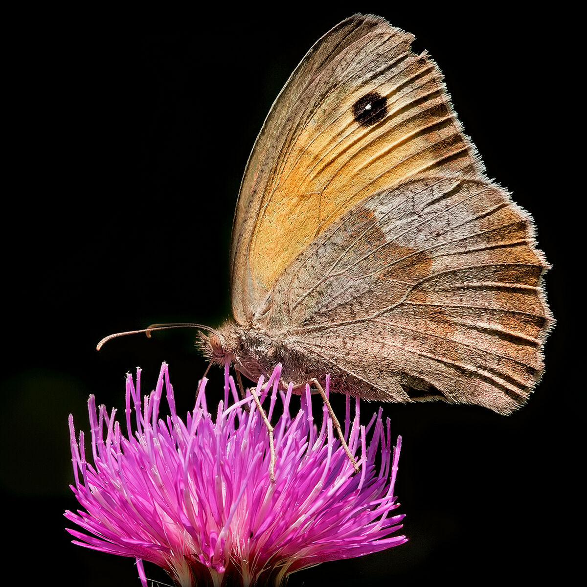 Minor nymph (Coenonympha pamphilus).