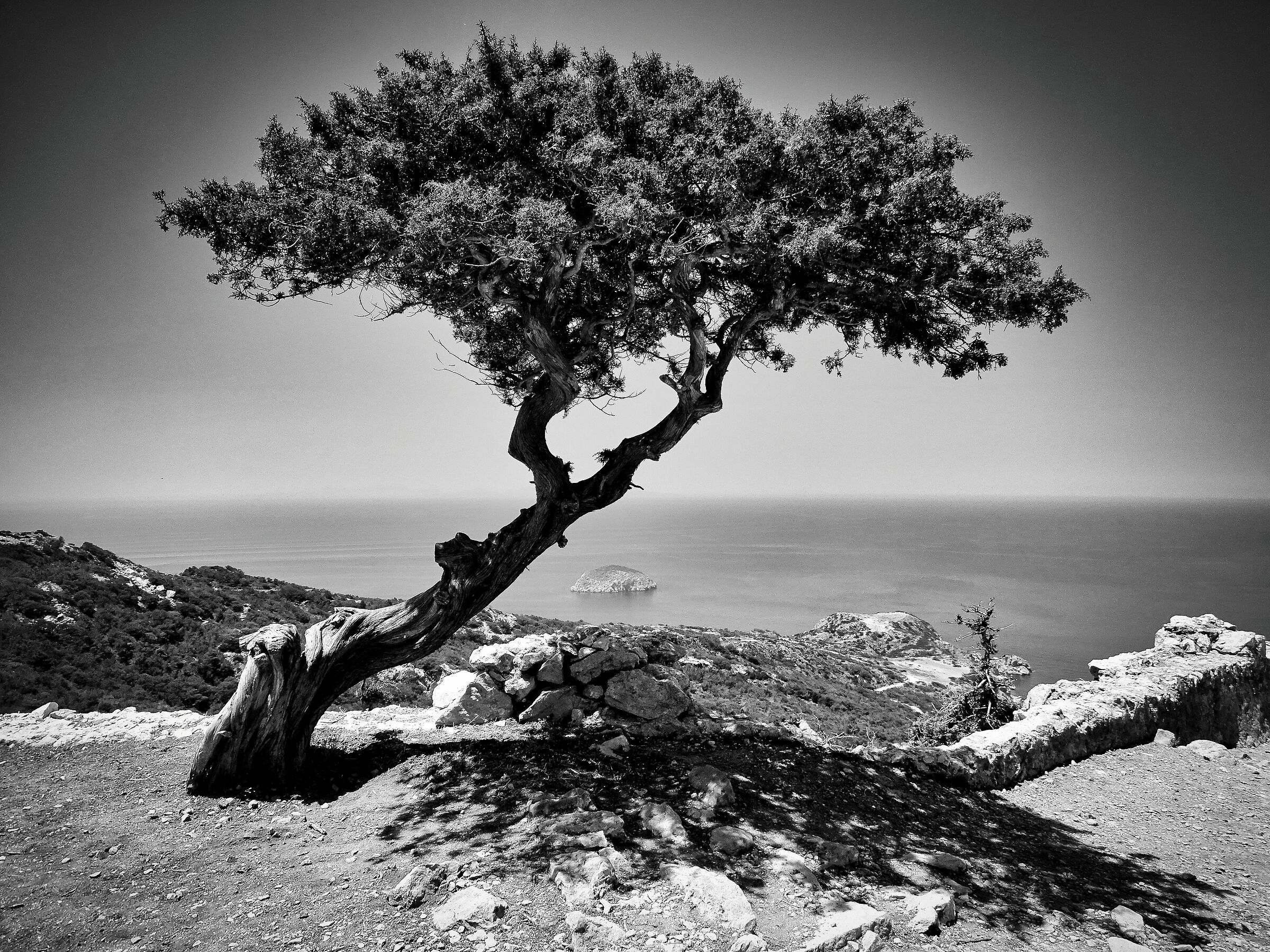 Albero Solitaro