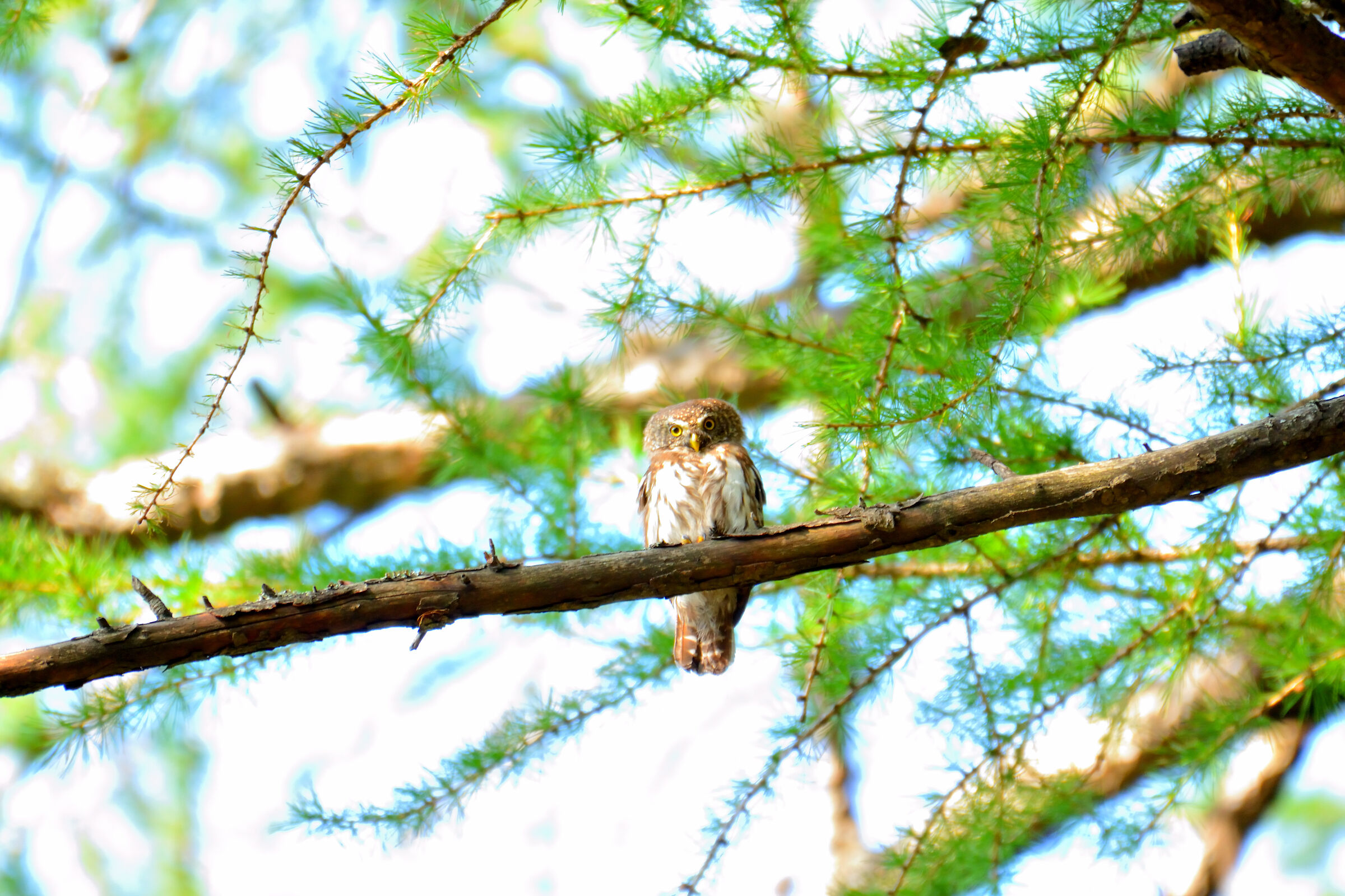 Civetta nana (Glaucidium passerinum)