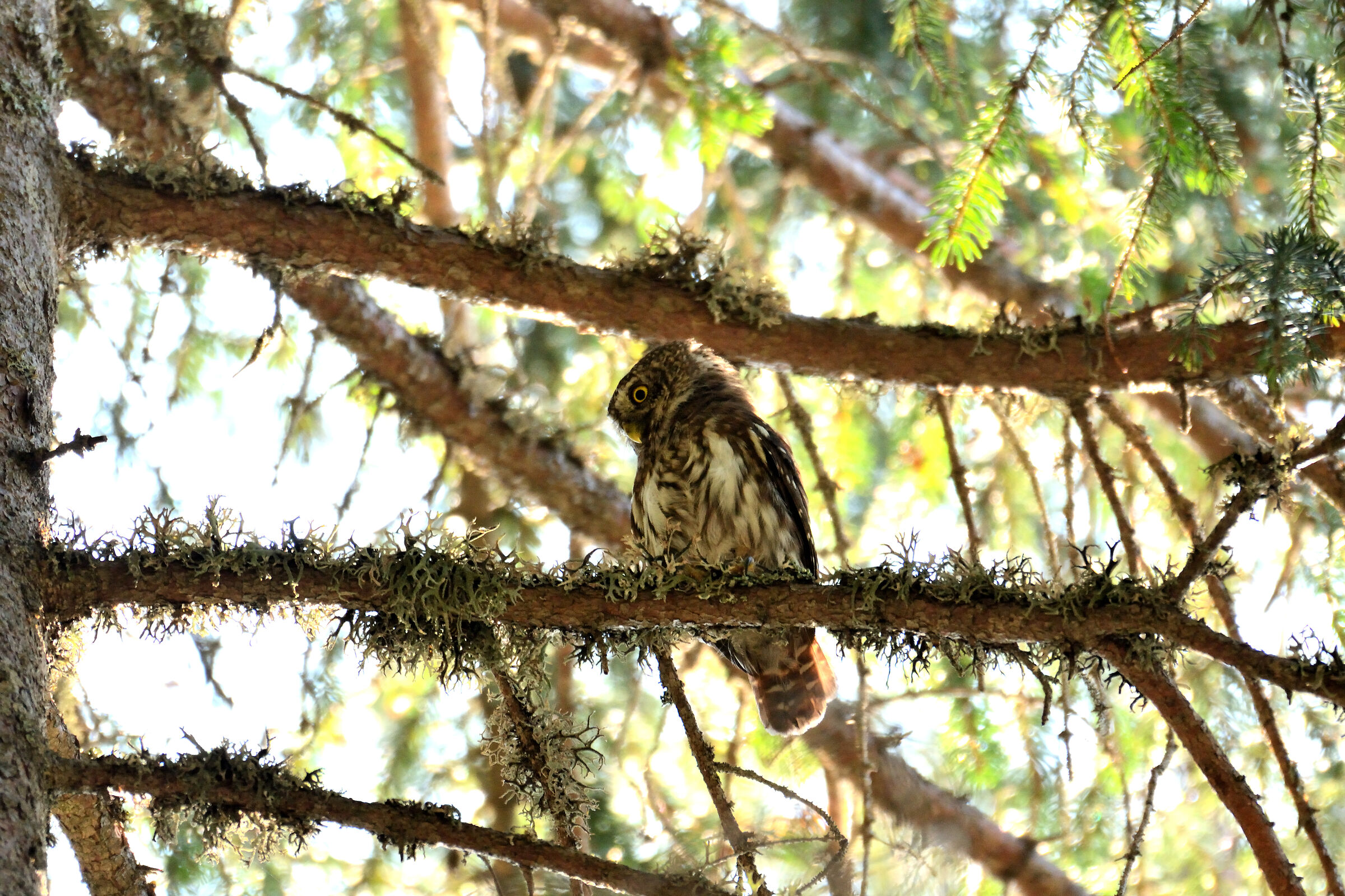 Civetta nana (Glaucidium passerinum)