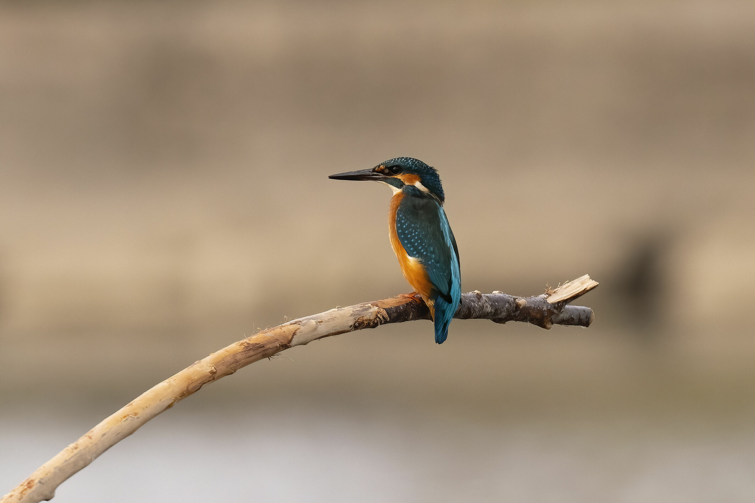 Kingfisher