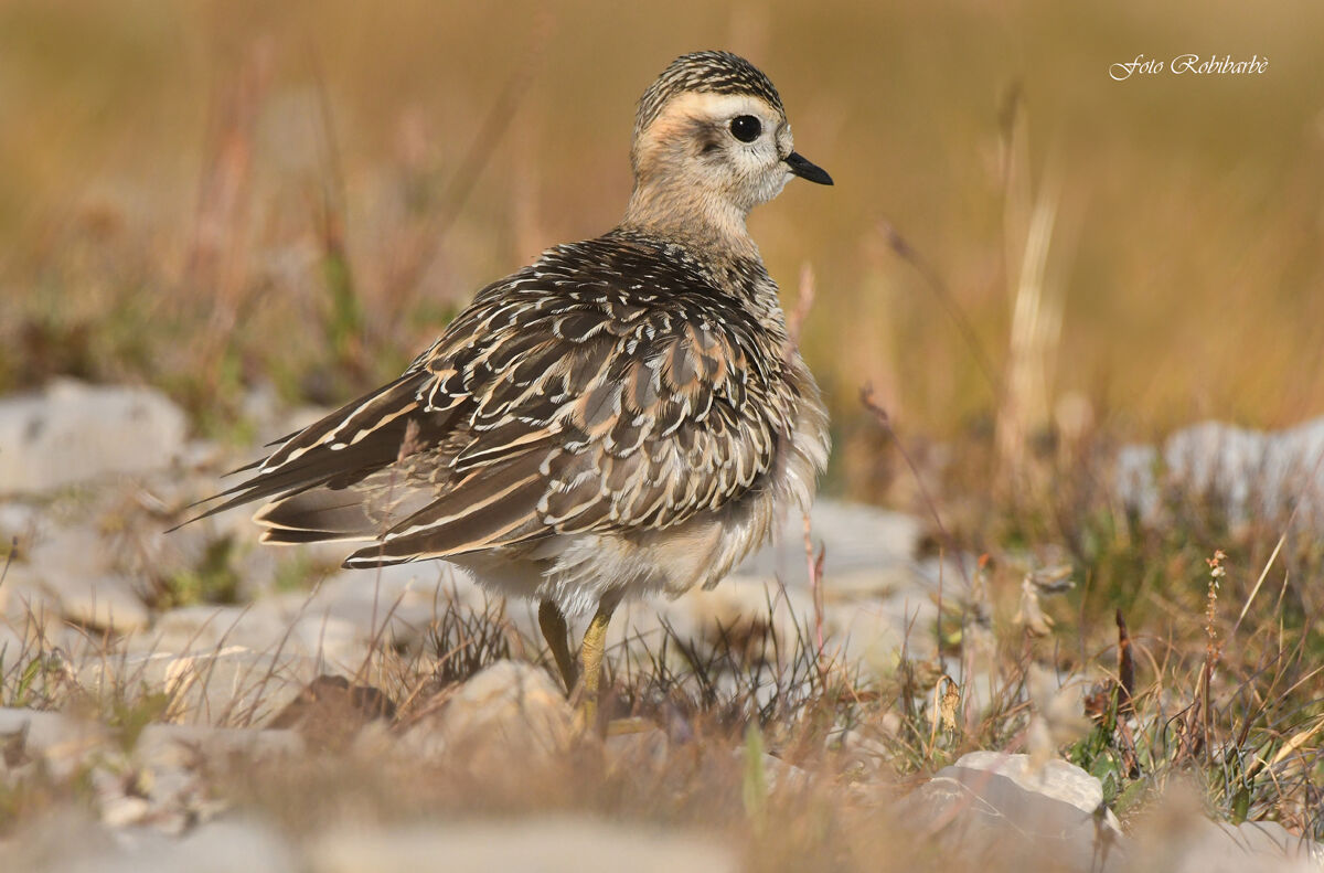 Piviere tortolino...