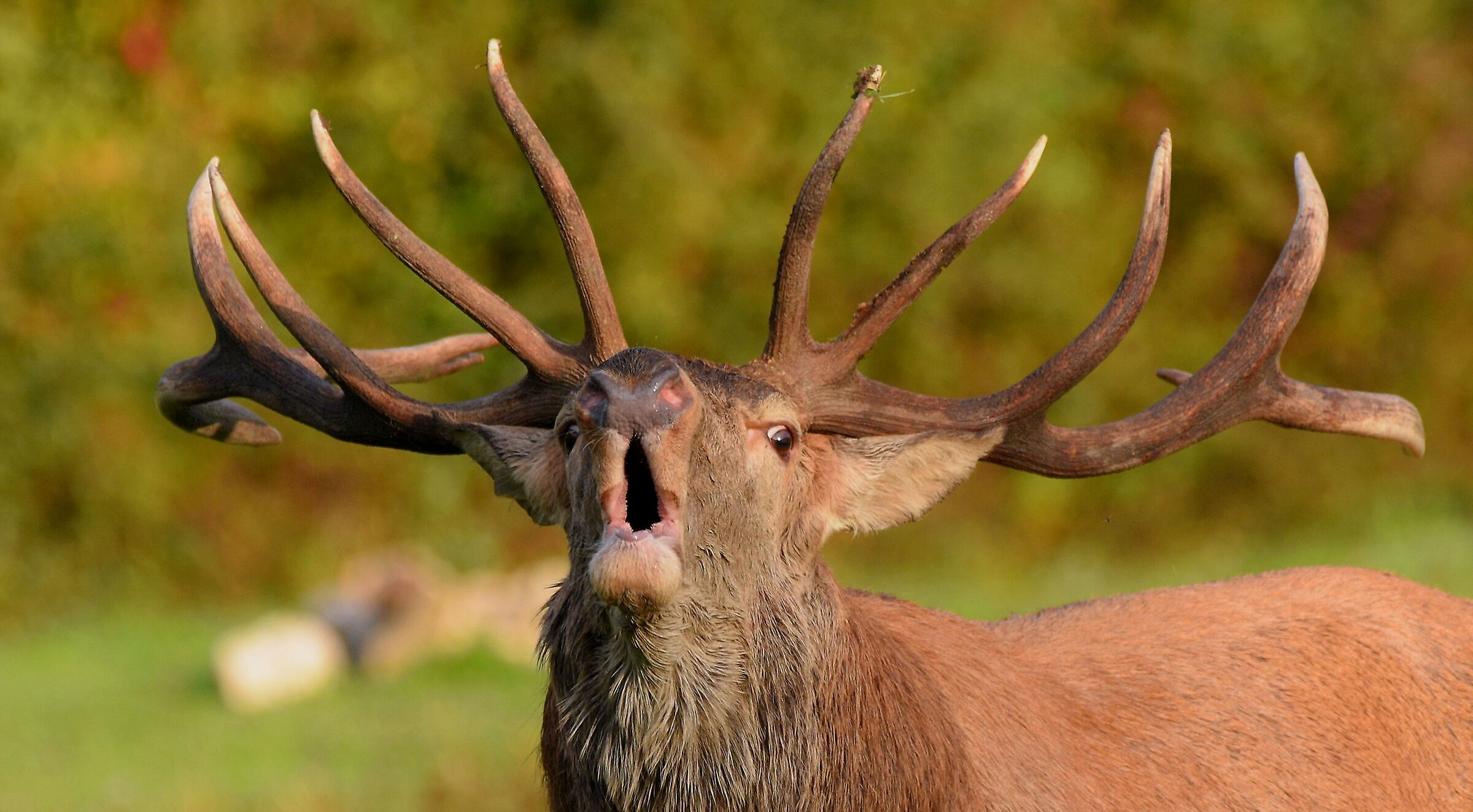 Cervus elaphus