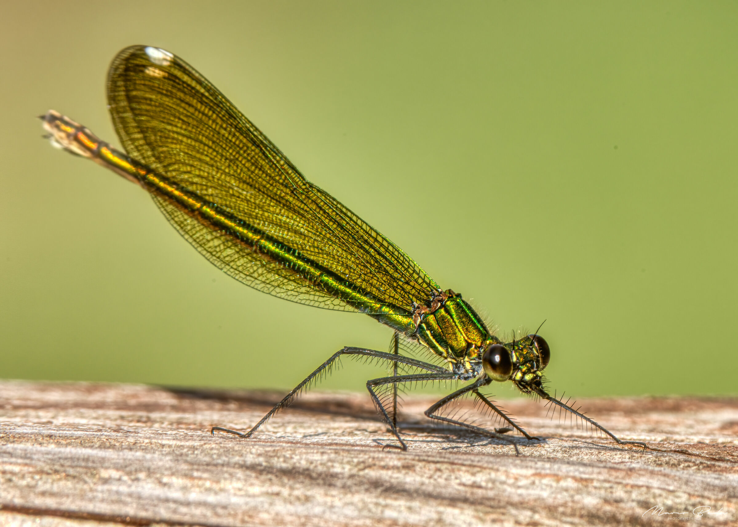 damselfly