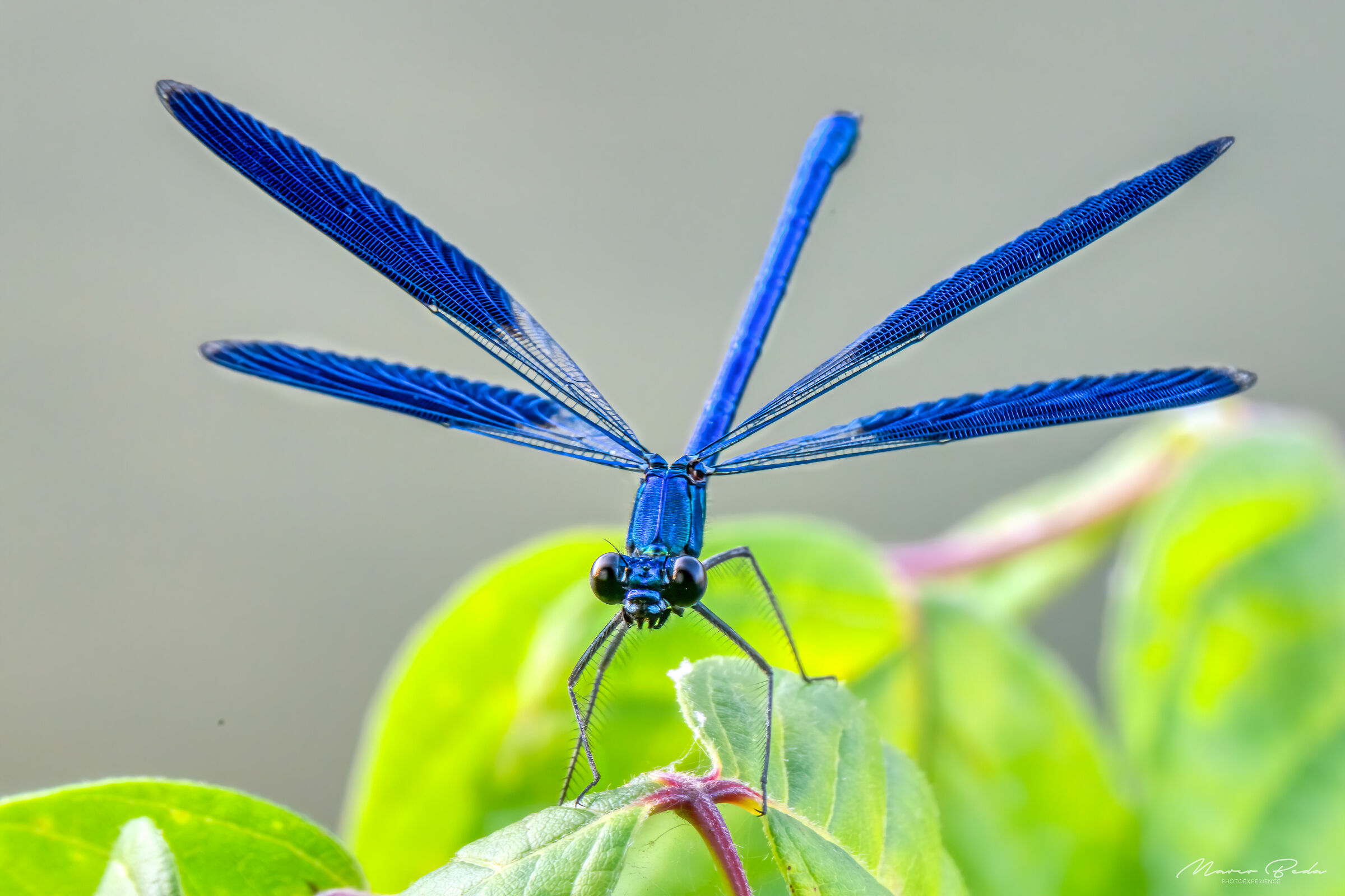 damselfly 2
