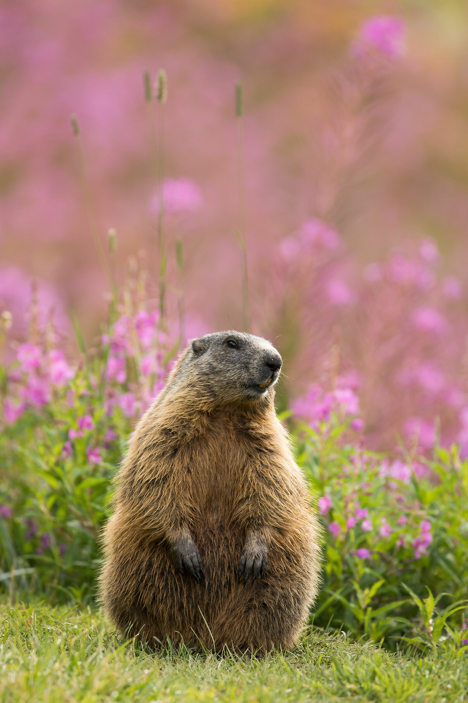 "Piccola" marmotta
