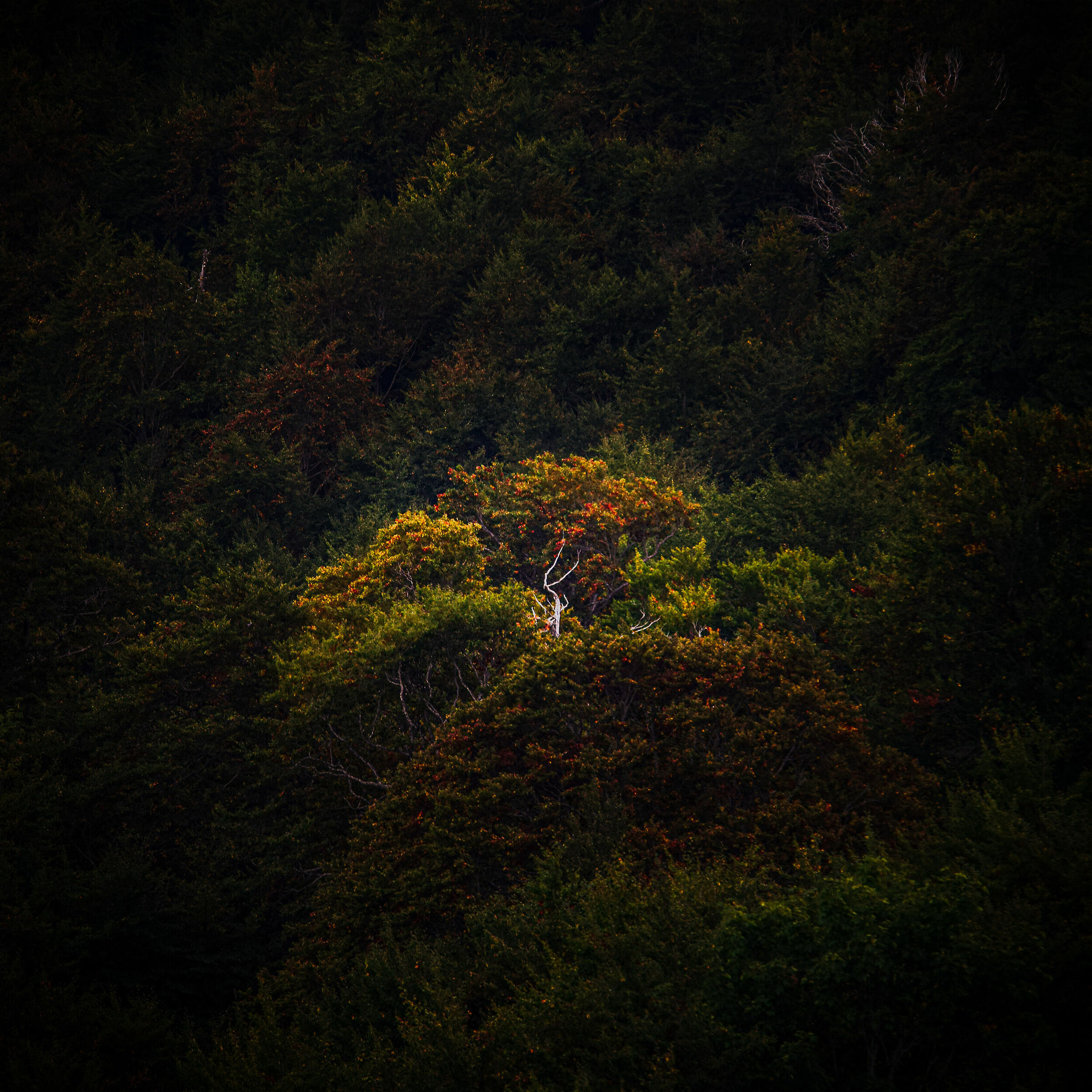 Light and Darkness in the park (pnalm)