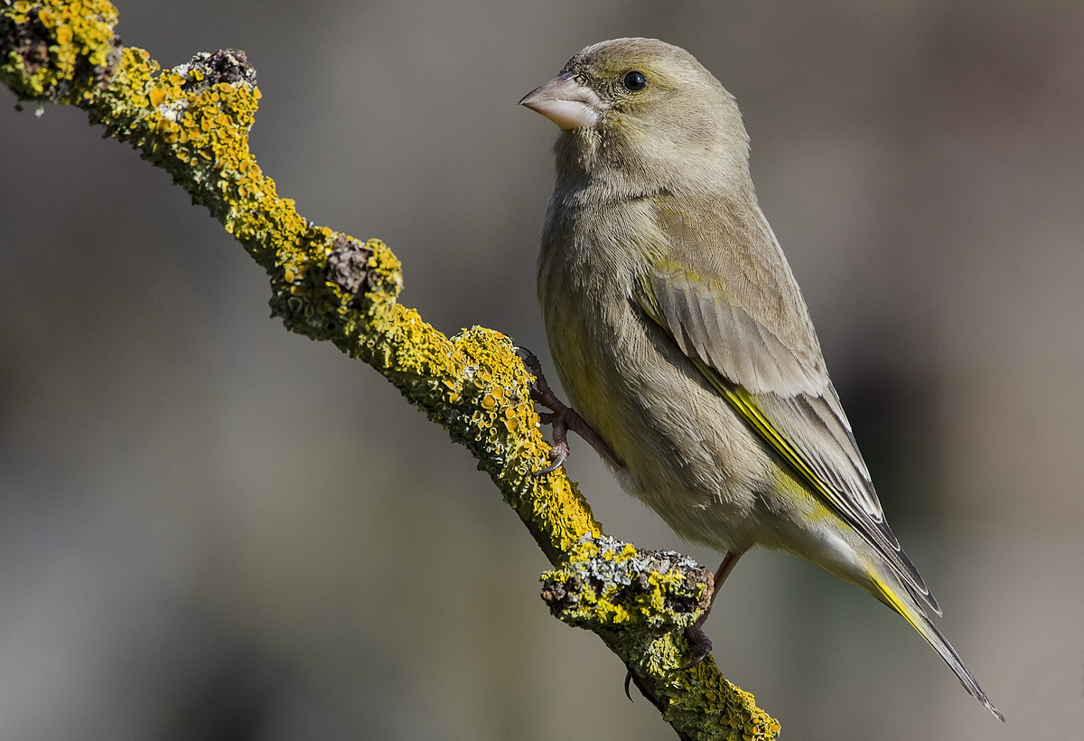 greenfinch