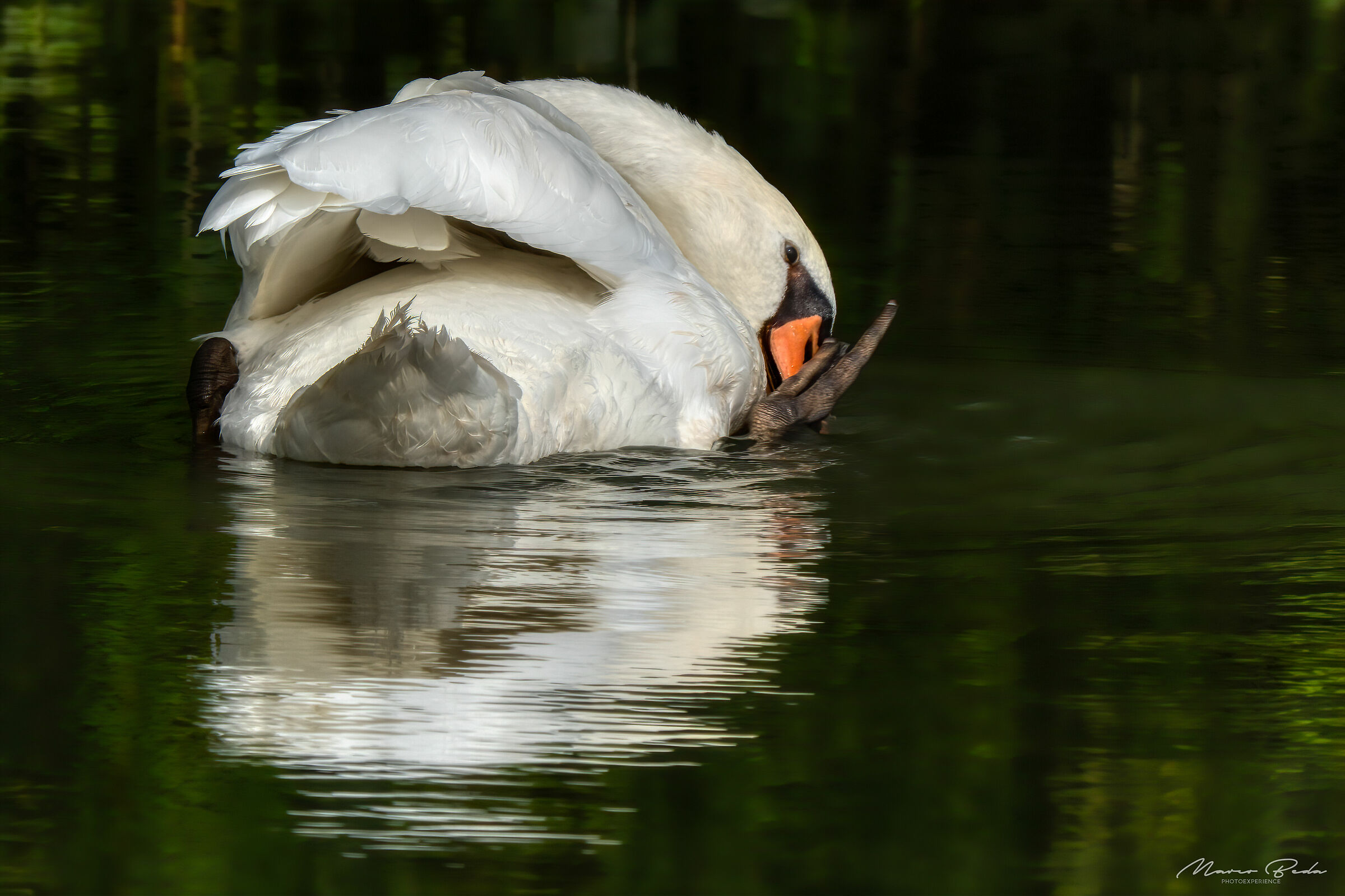 Cigno in riviera del Brenta...