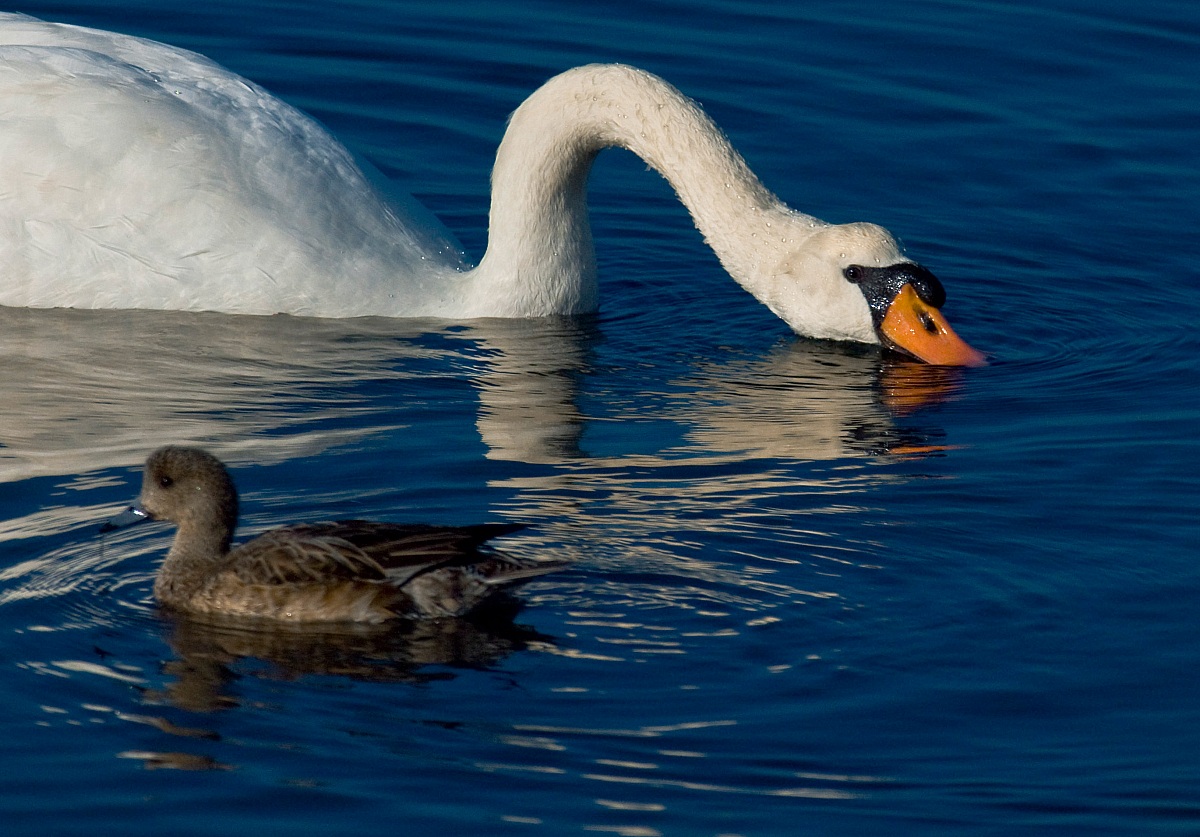 The Swan and the Duck (opportunistic)