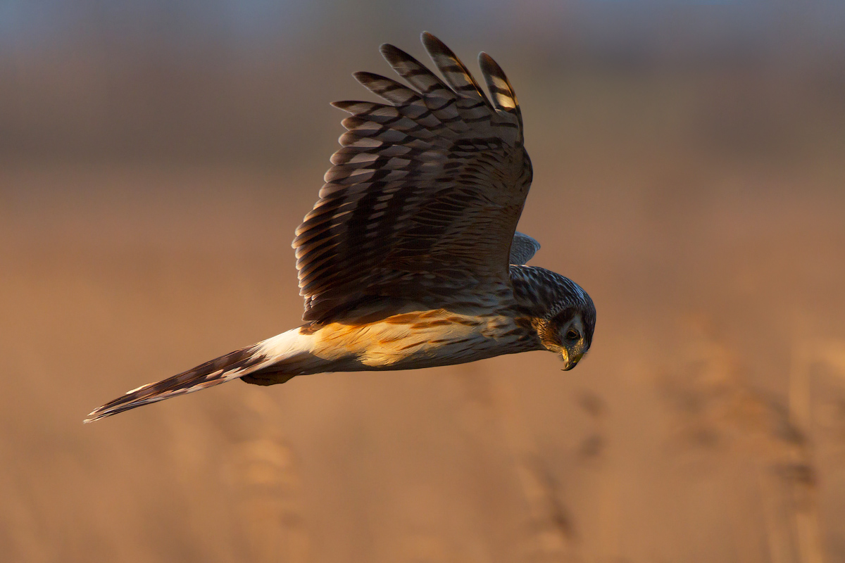 Ultime cacciate ( Albanella Reale )