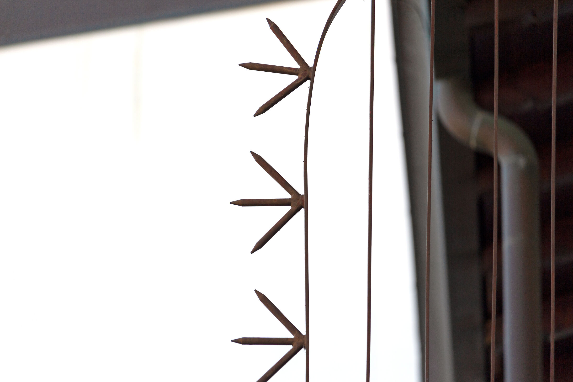 zampette di gallina???