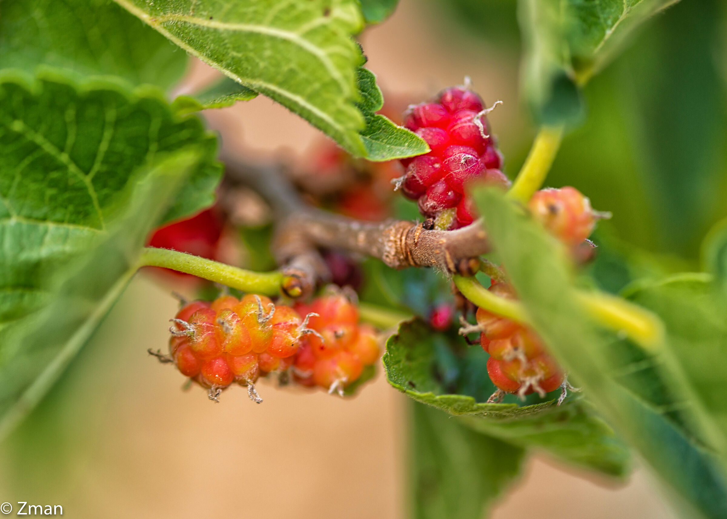 Bella. Congratulazioni.