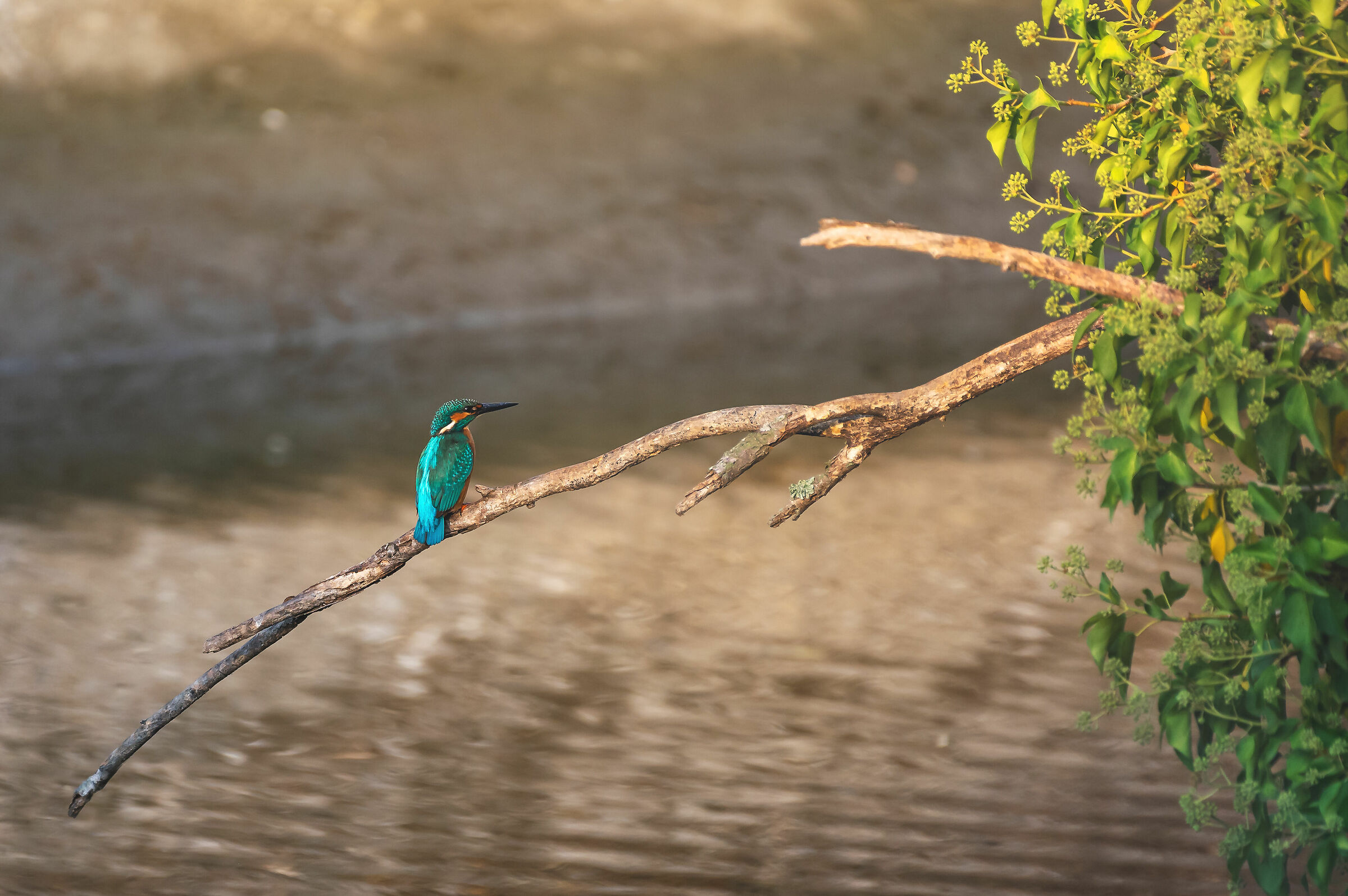 Kingfisher
