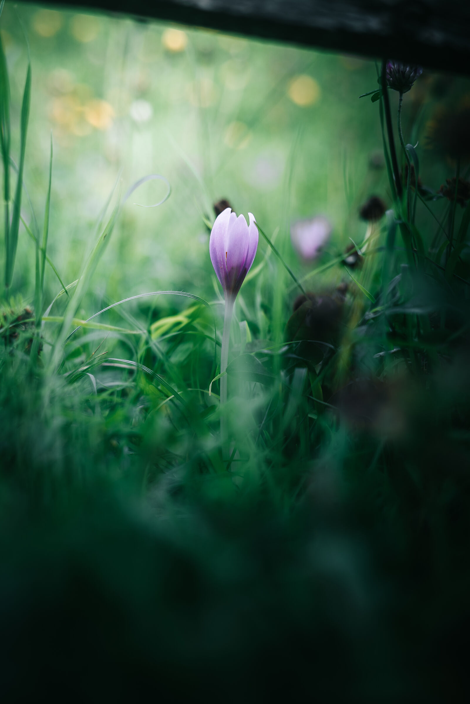 Dettagli in Dolomites