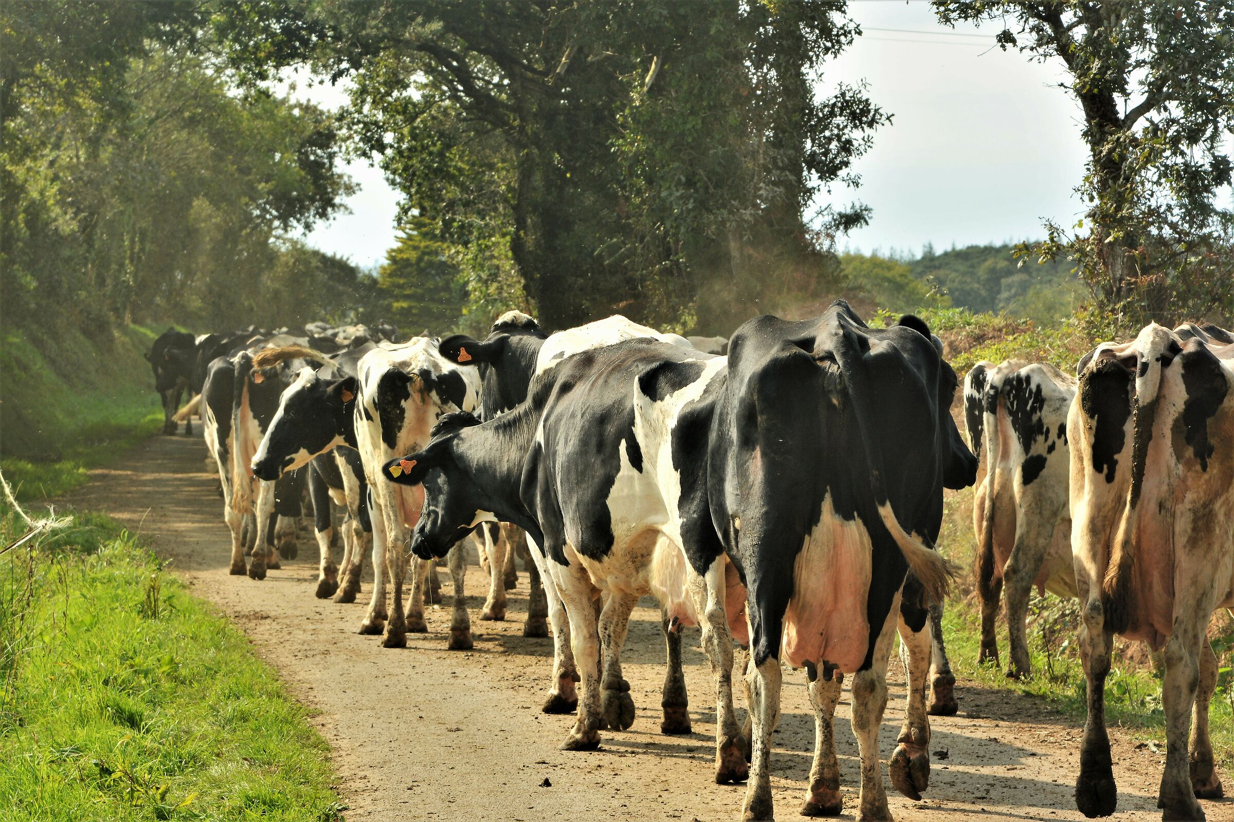 Dal pascolo alla stalla
