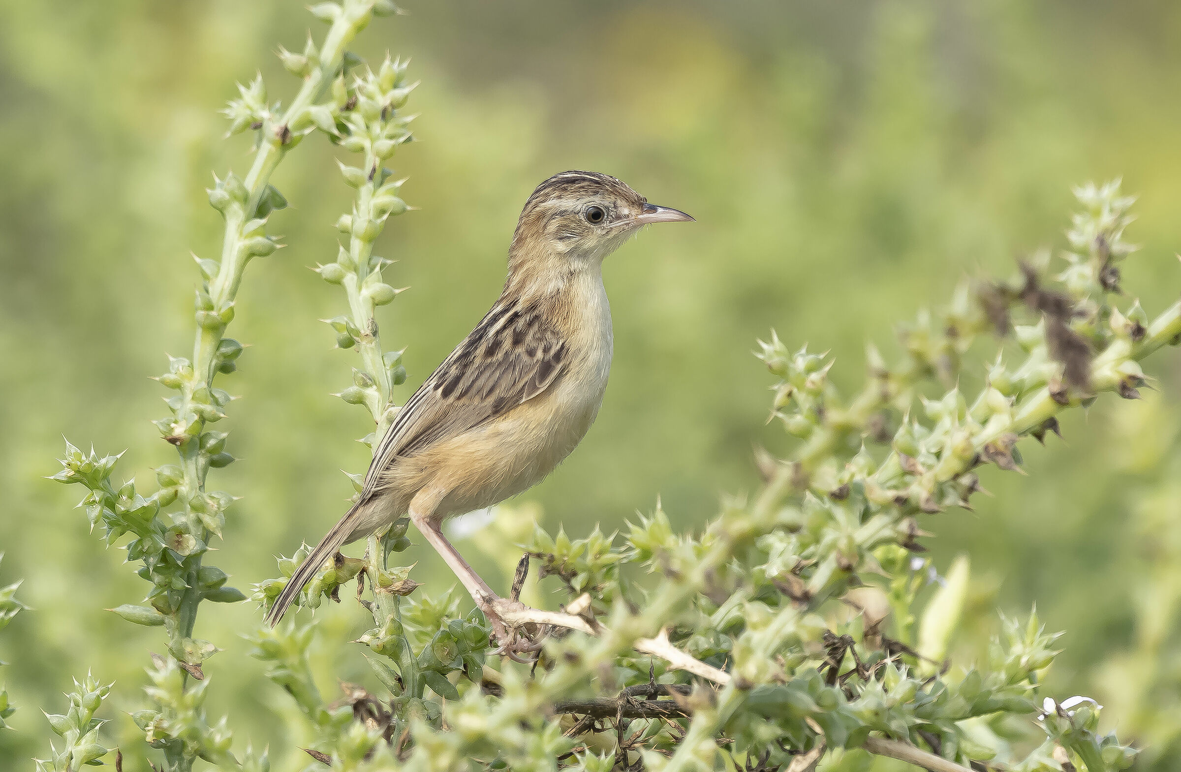 Young beccamoschino at the change of season-22/09/2020