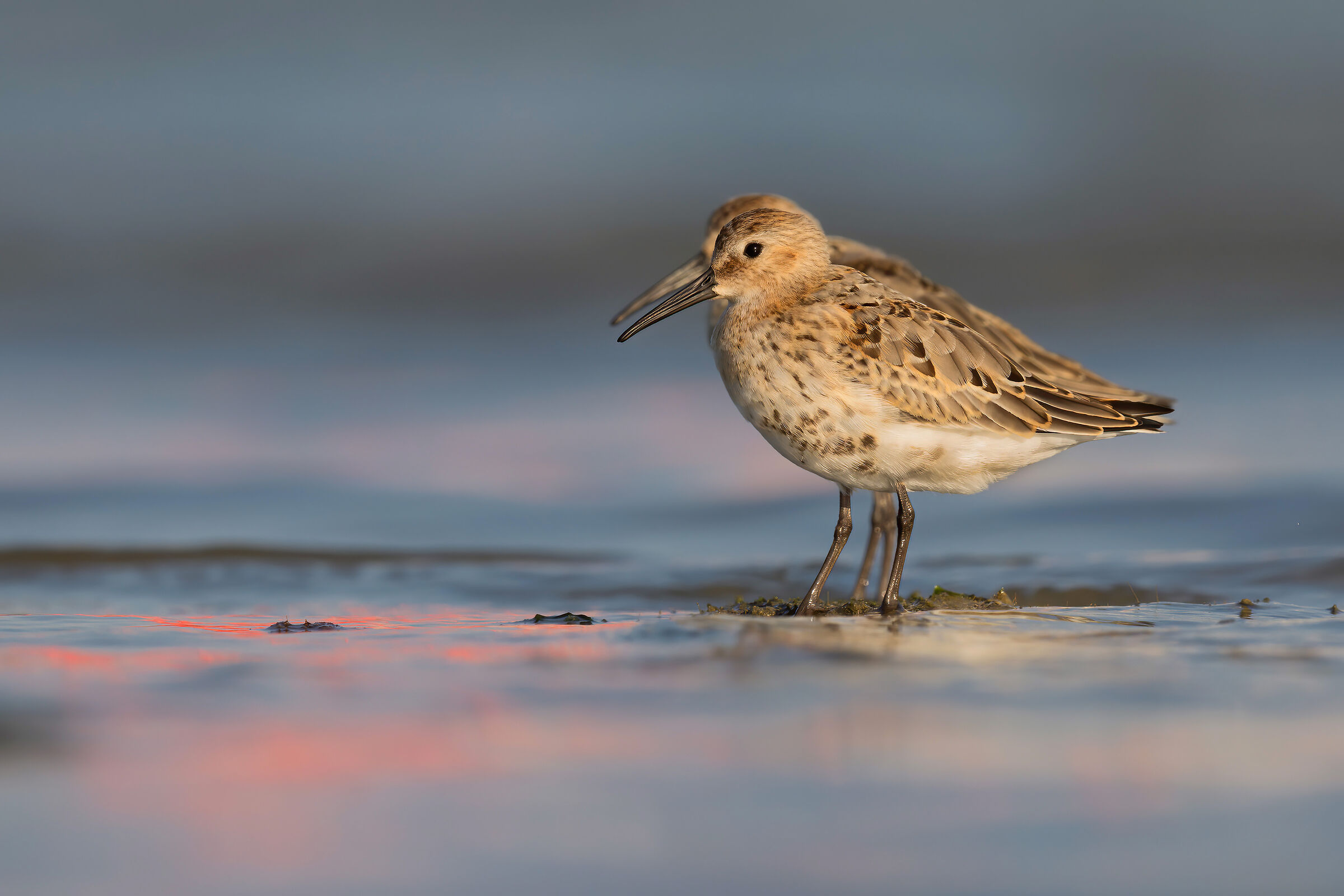 piovanello pancianera