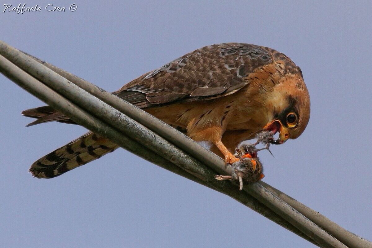 Female Cuckoo Falcon with Prey