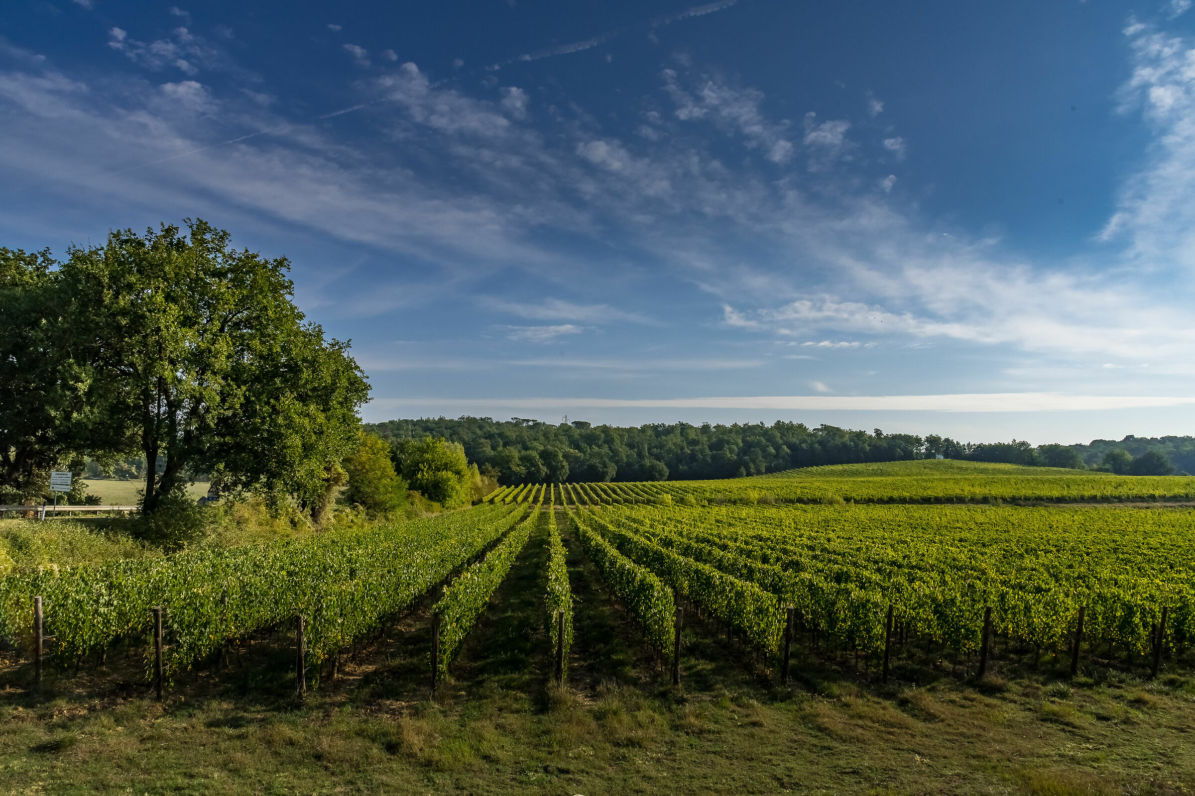 The vines of the Black Rooster