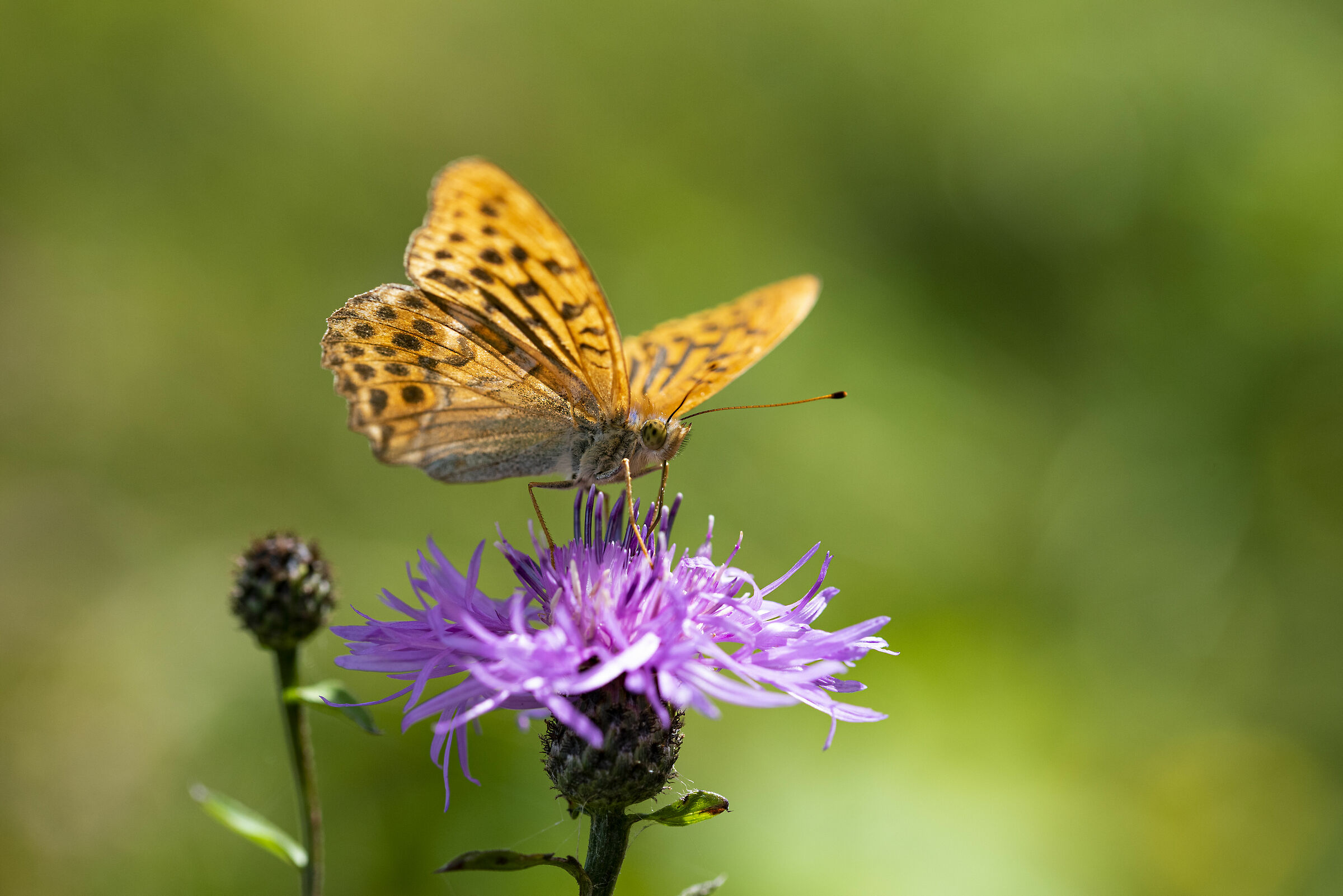 Argynnis paphia