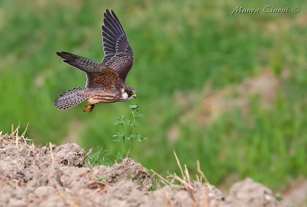 Falco Cuculo Juv. in Volo