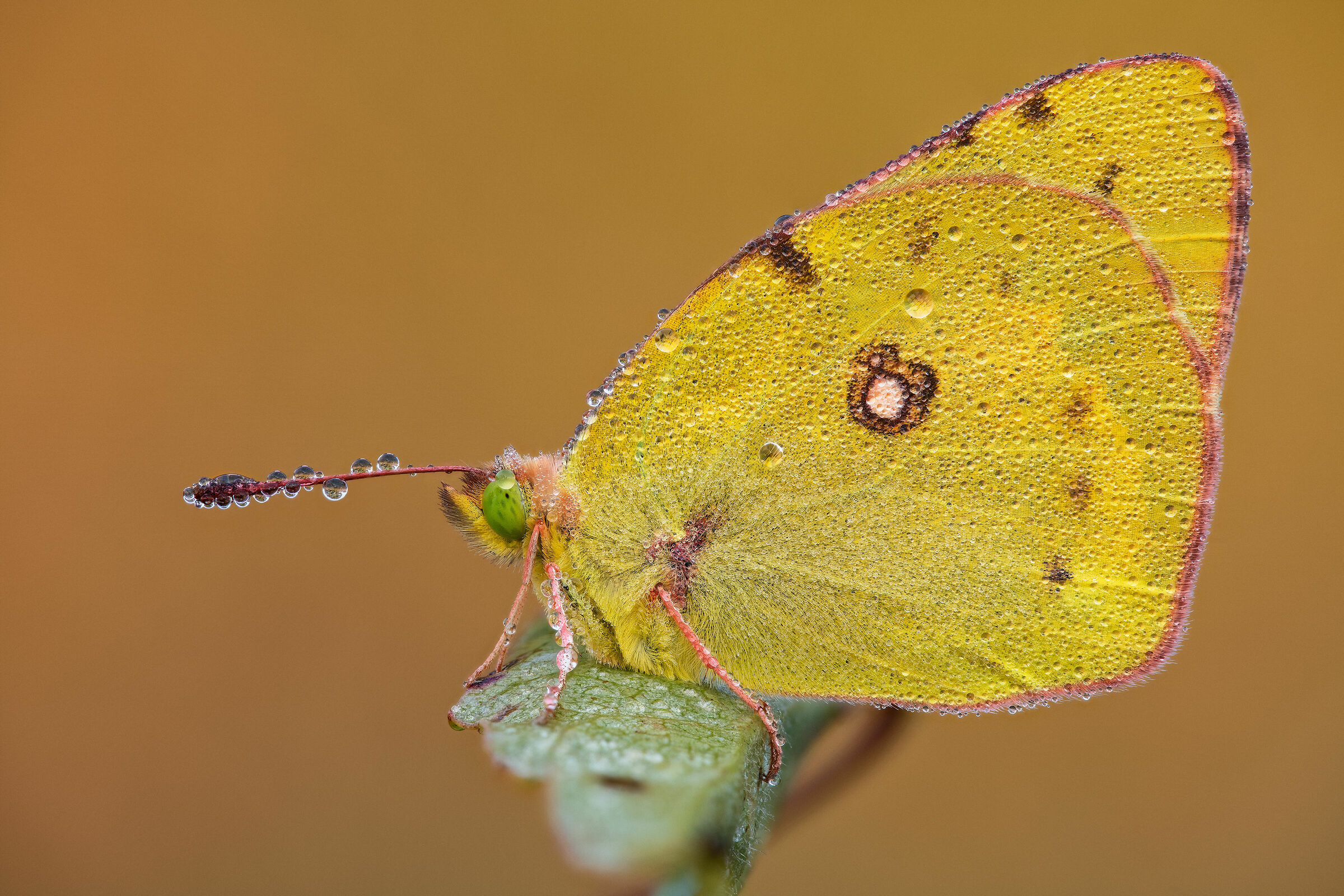 Colias crocea