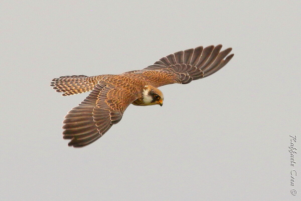 Young Cuckoo Falcon