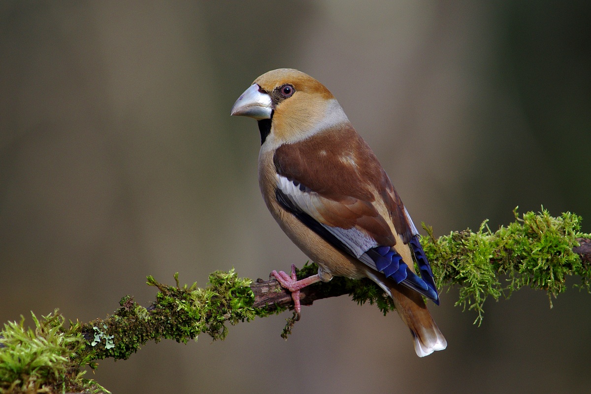 Hawfinch