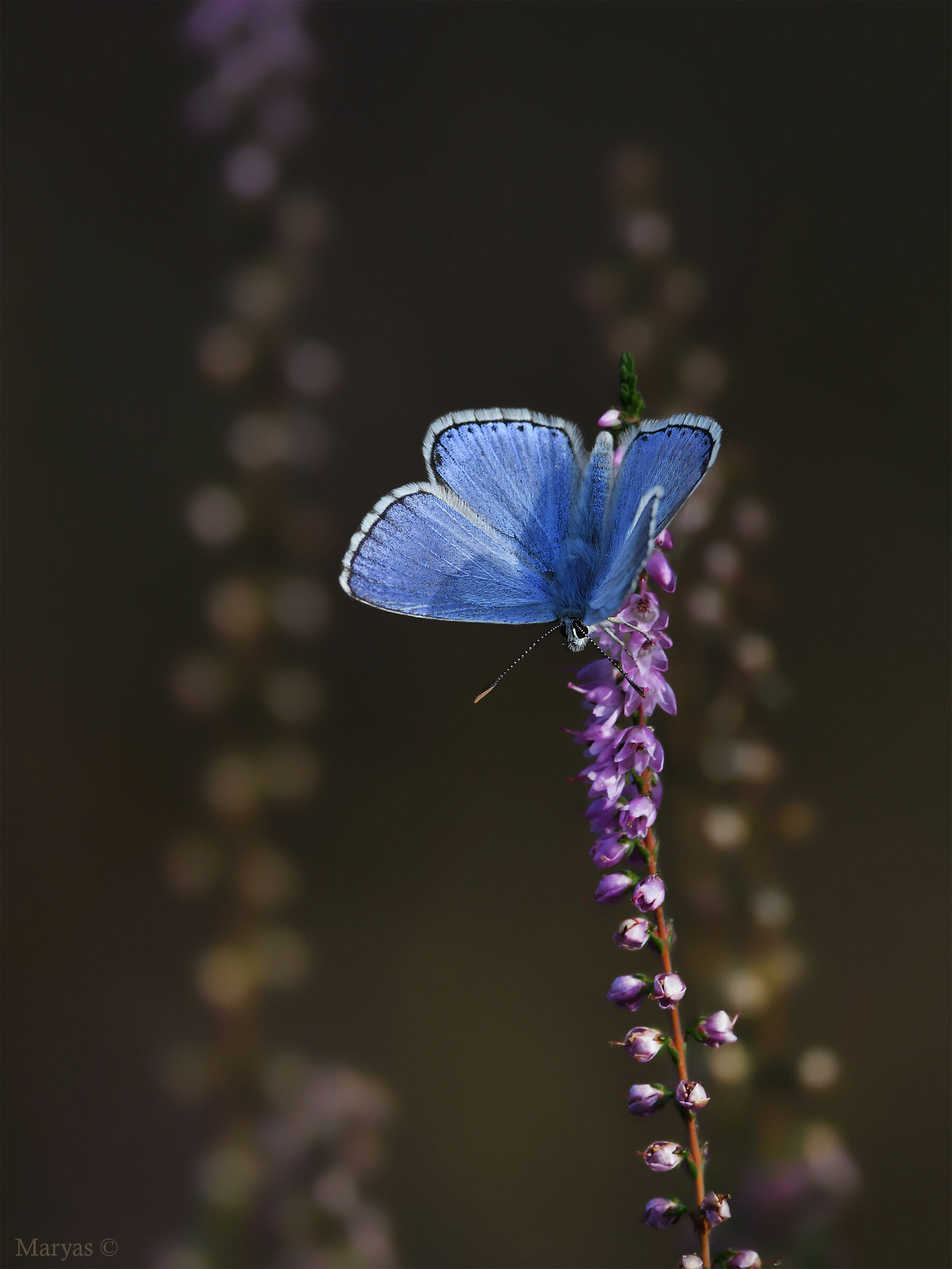 Argo azzurro su Erica