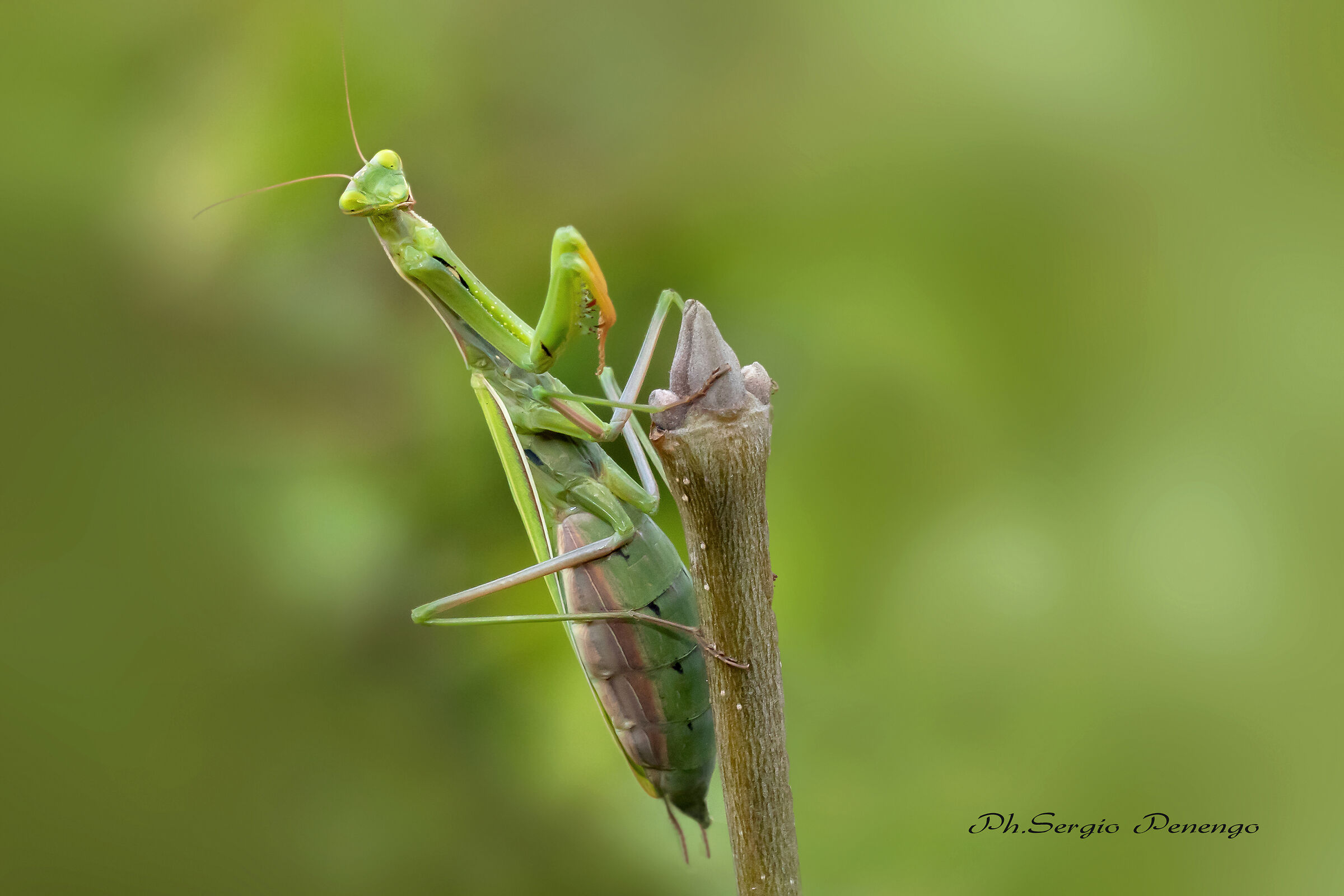"DAI SCATTA" (Religious Mantis)