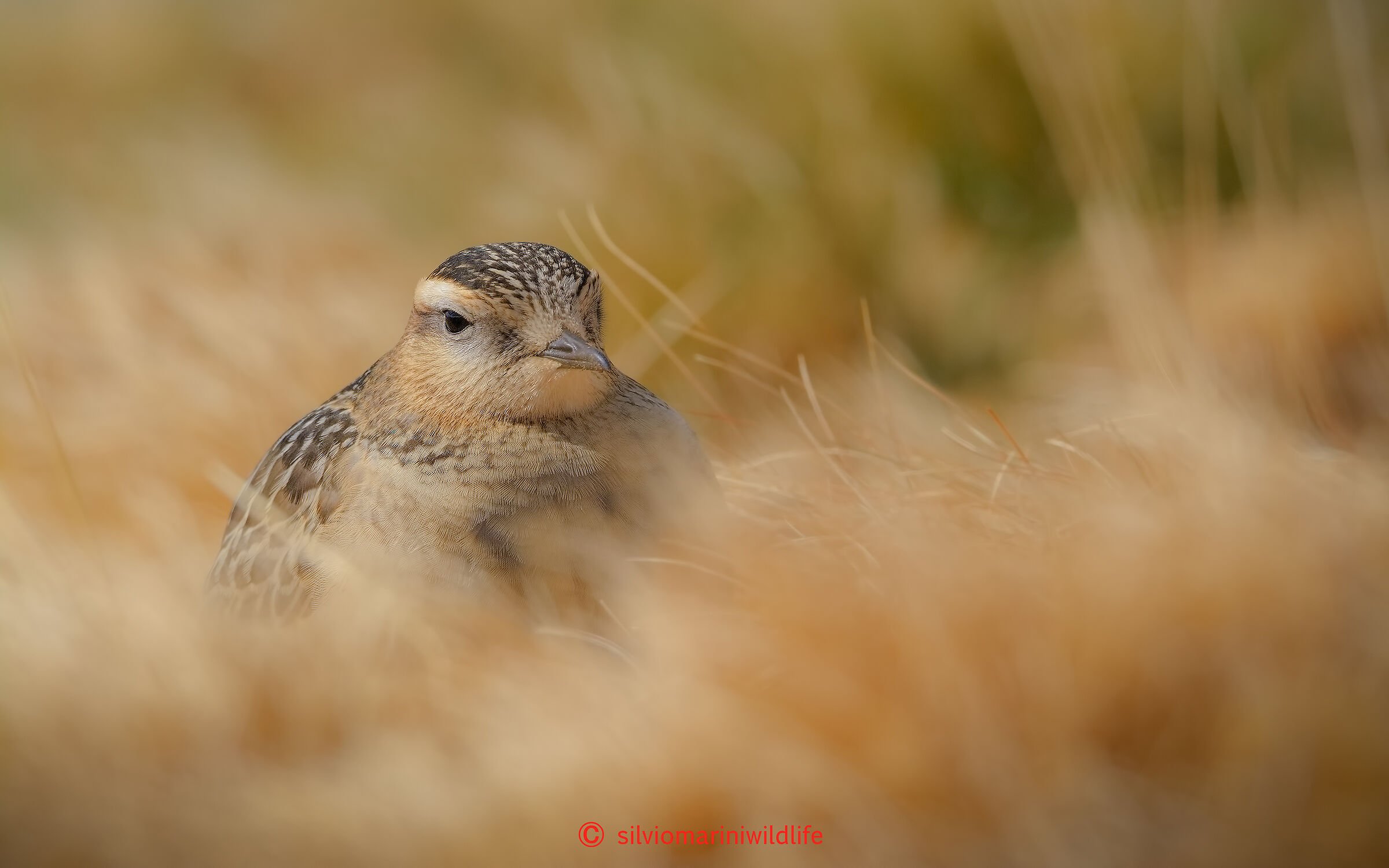 Piviere tortolino (Charadrius morinellus)