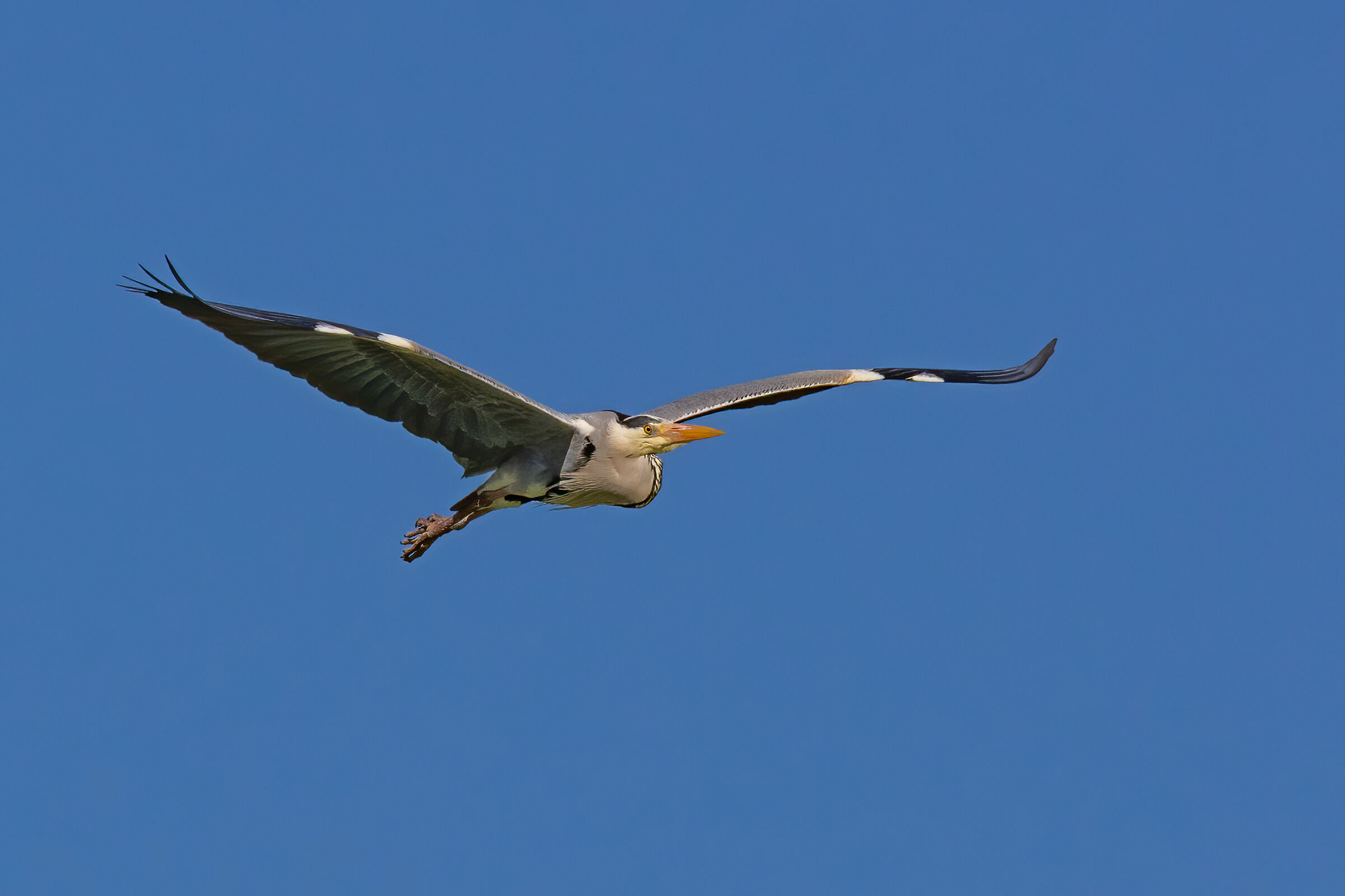 Airone Cenerino