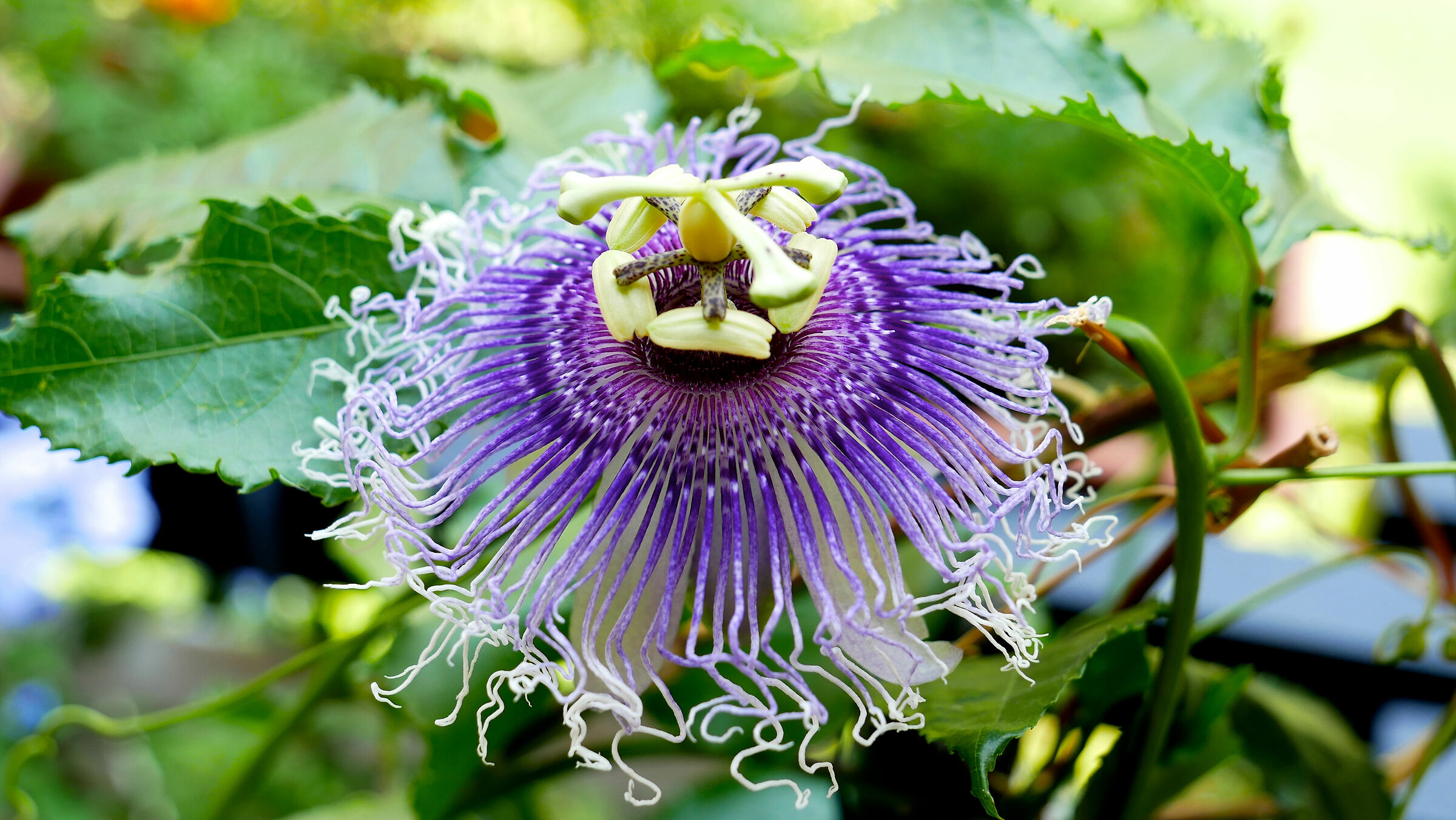 Passiflora Caeruela