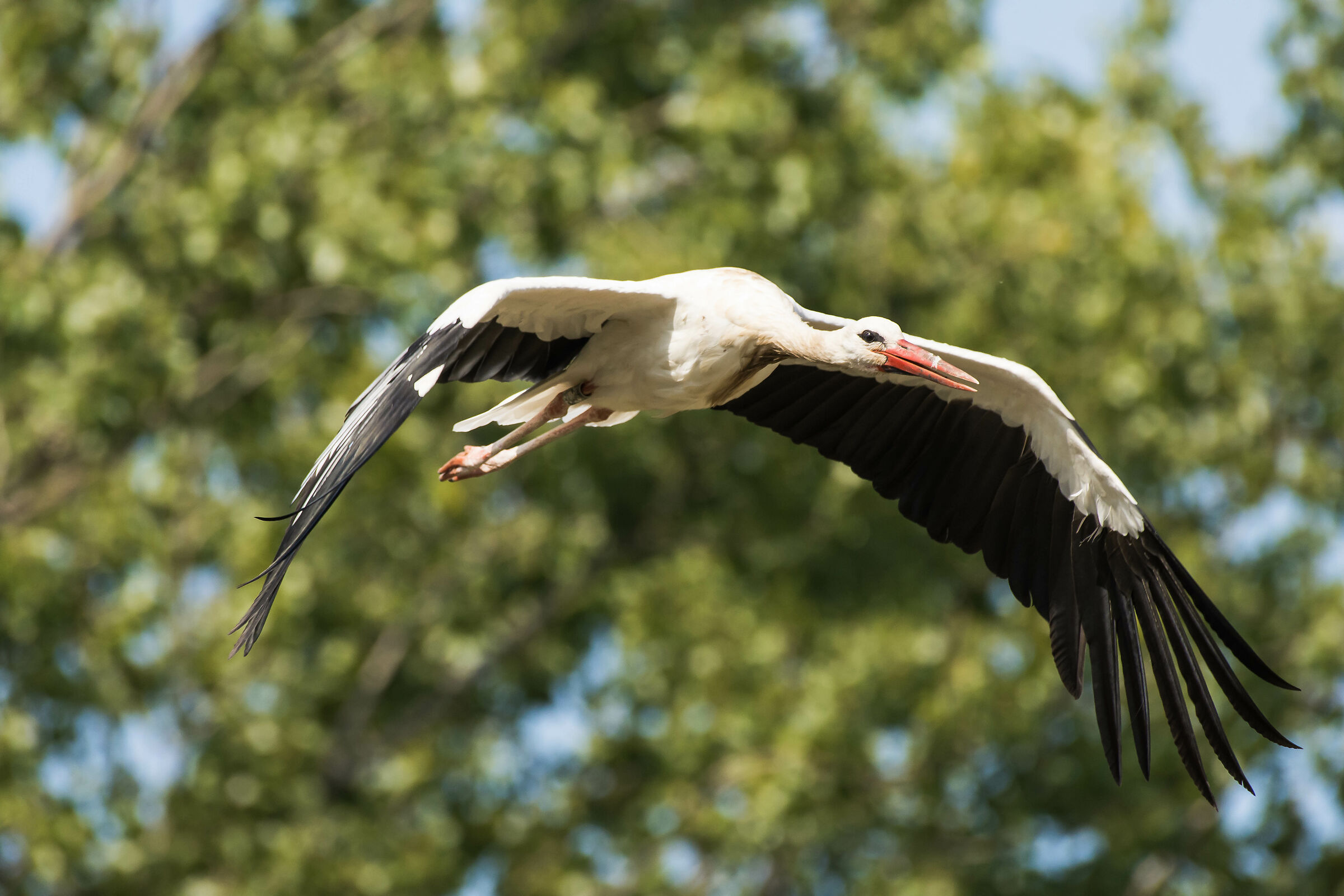 Cicogna in volo all'Oasi dei Quadris, Fagagna