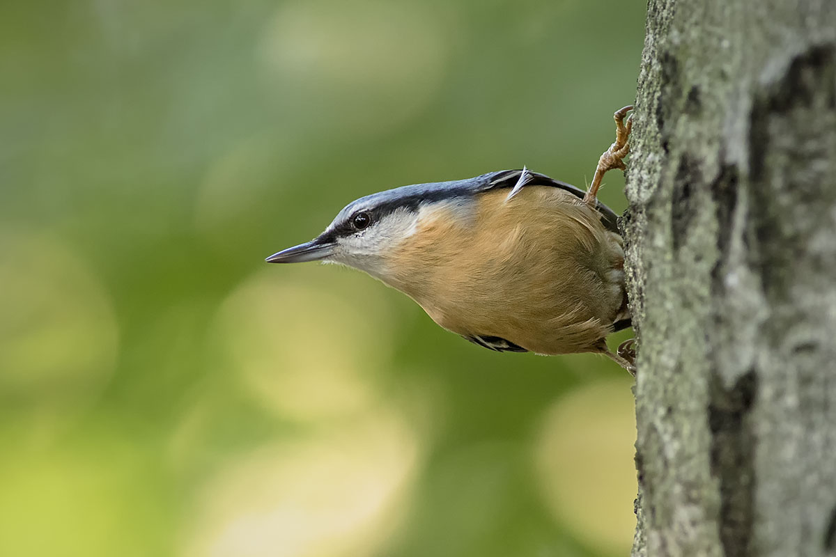 Nuthatch