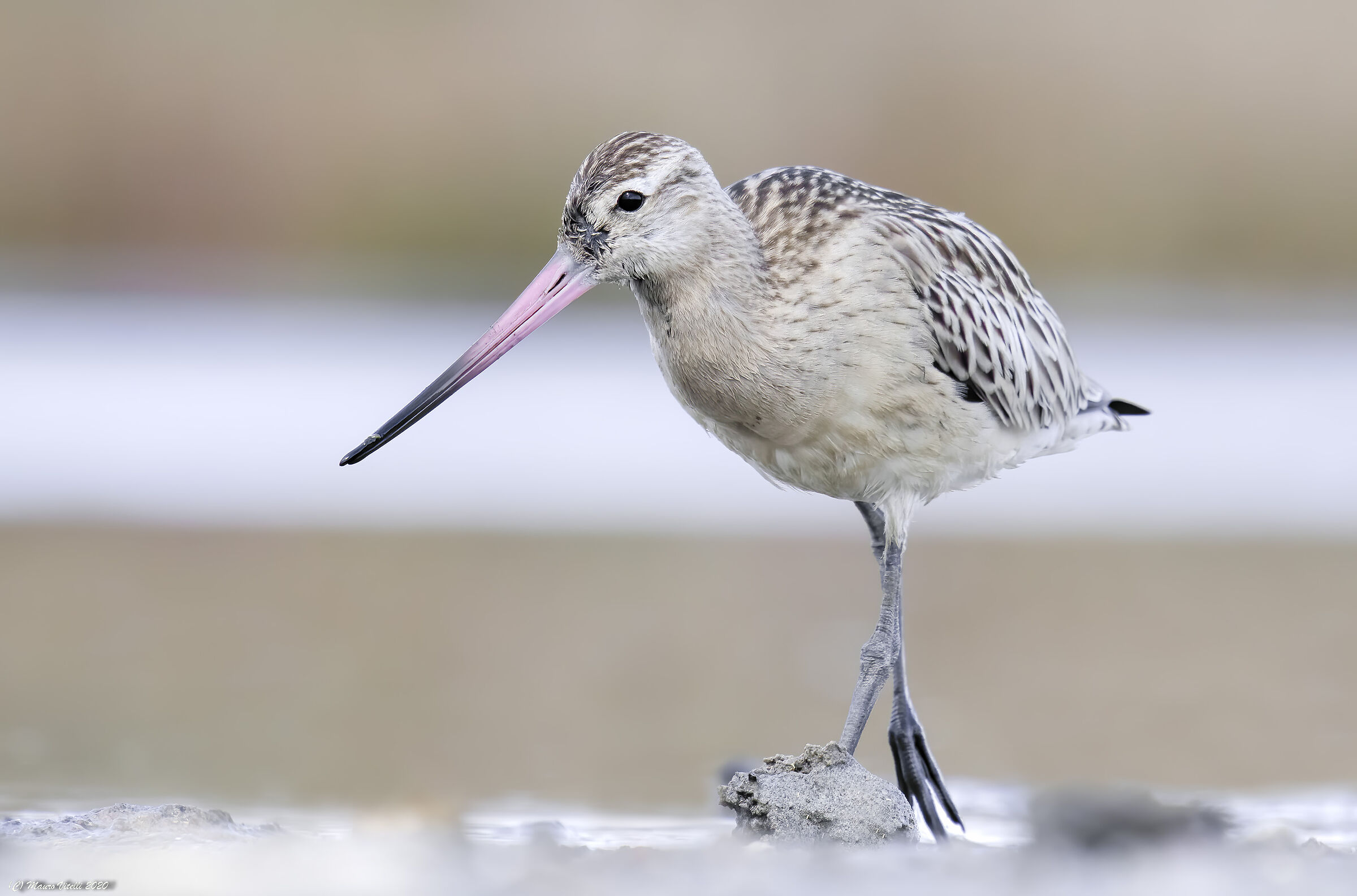 Pittima Minor (Lapland Limosa)