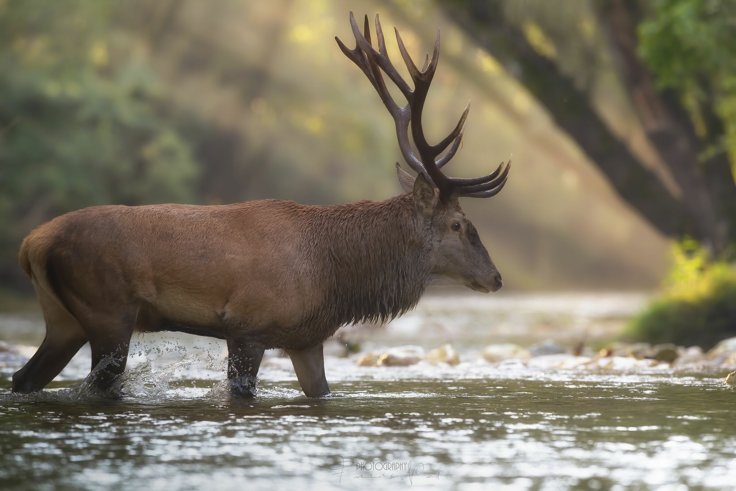 The King crosses the river