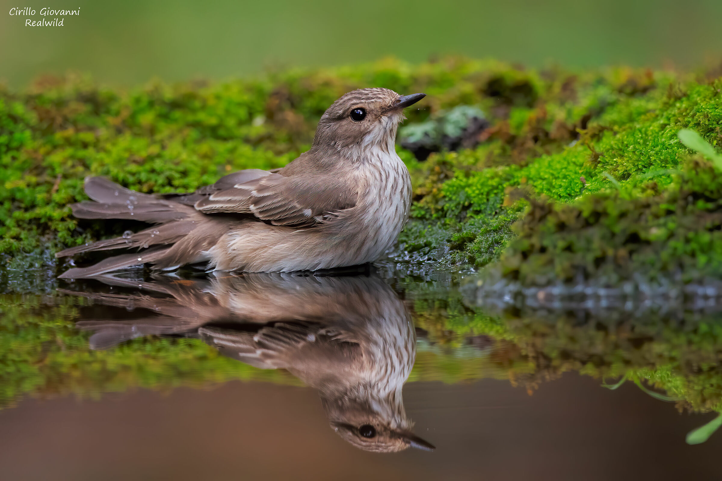 Il bagnetto del Pigliamosche
