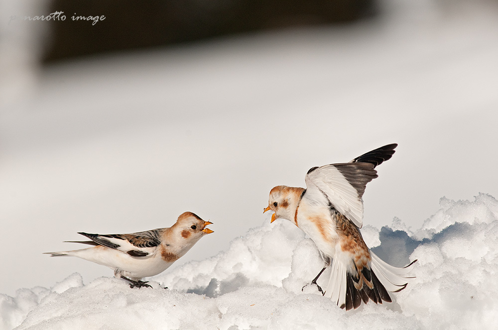 Snow buntings