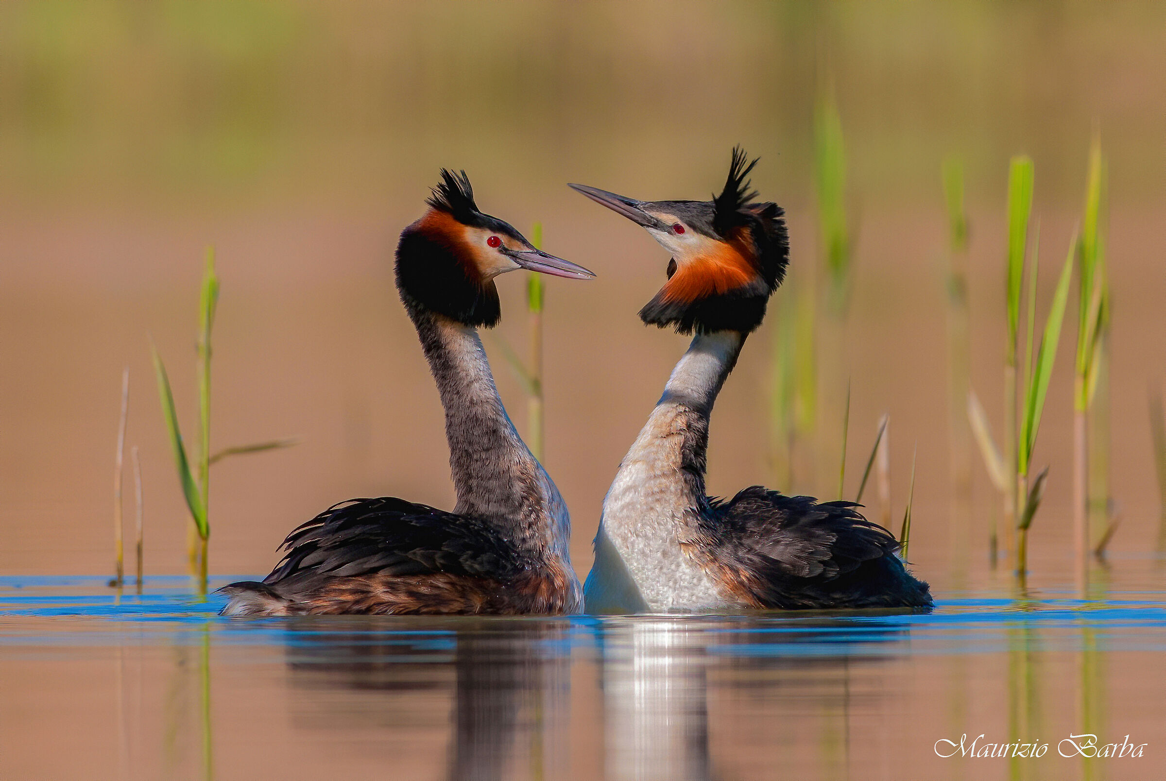 Grebes
