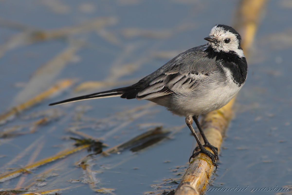 Ballerina bianca( Motacilla alba alba)