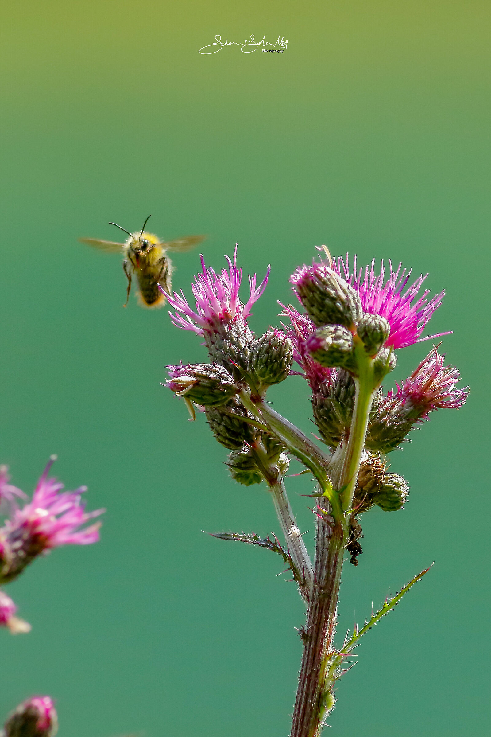 Bomb on thistle (Bombus Pratorum, L., 1761)