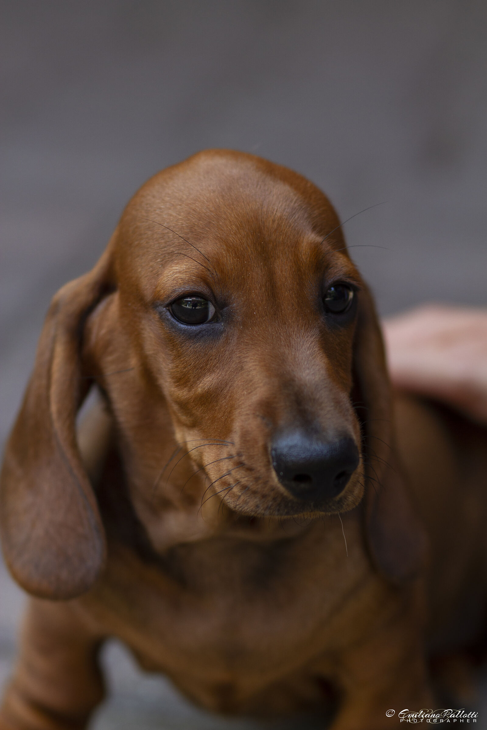 Dachshund